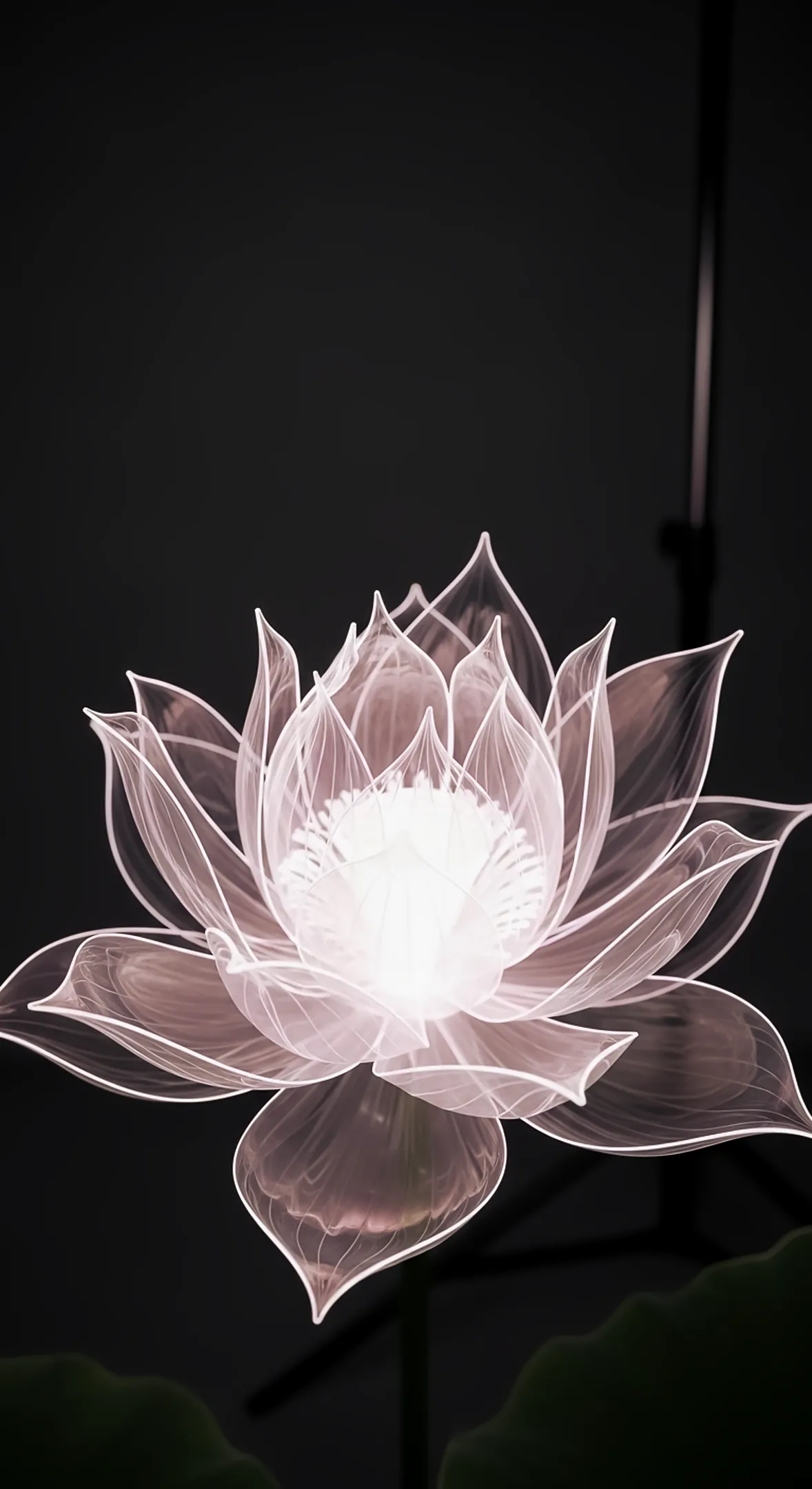 Elegant Glowing Lotus Flower Background for iPhone, Flower Phone Background, and Beautiful Flower Phone Wallpaper