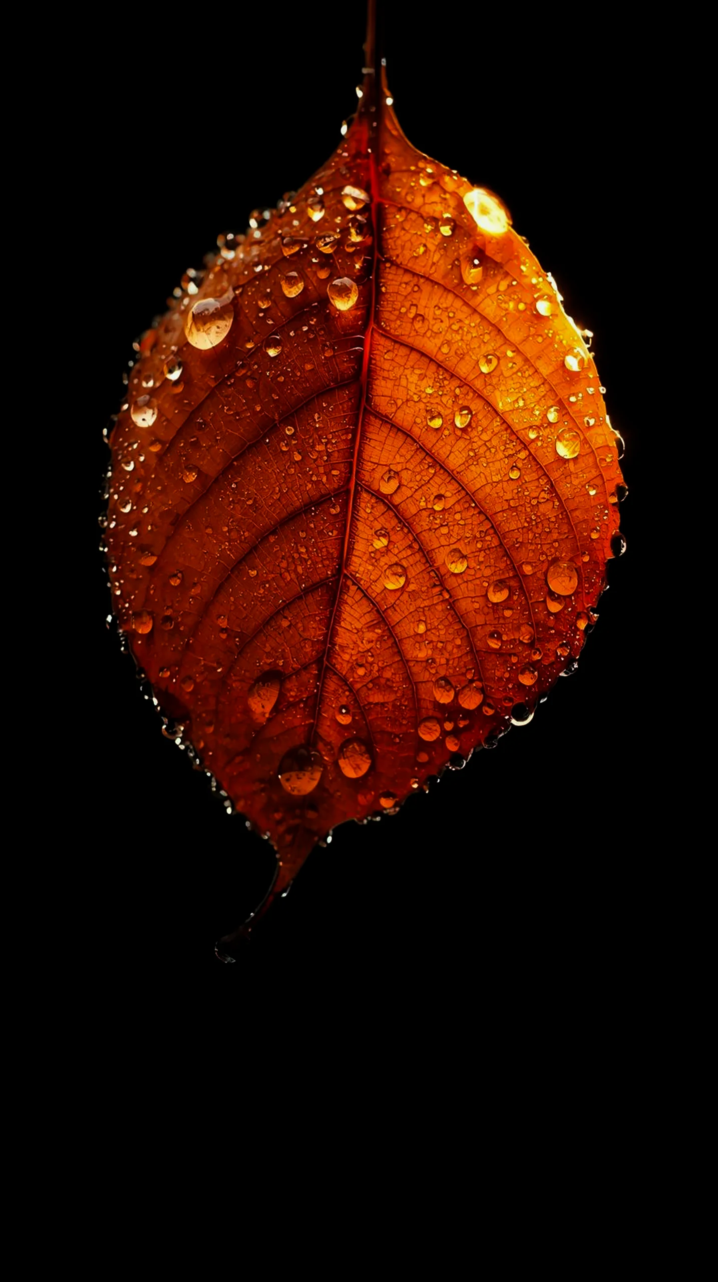 Orange leaf with water droplets, amoled wallpaper 4k for mobile, iphone wallpaper 4k, 4k wallpaper for mobile,