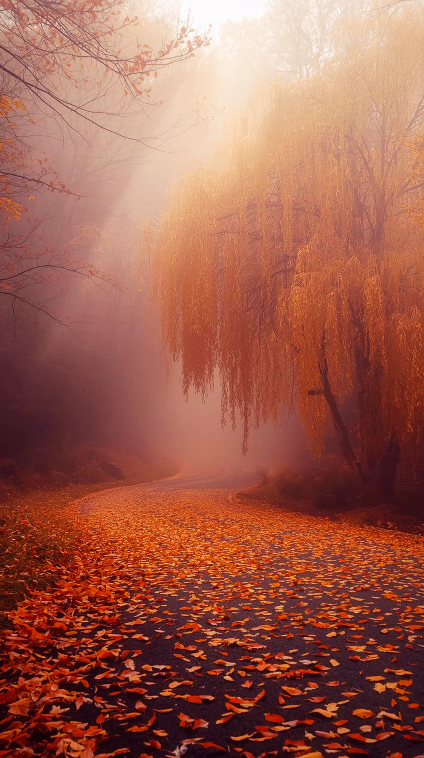 iPhone wallpaper 4k featuring an autumn forest path, perfect as a cute 4k wallpaper for iphone and mobile phone.
