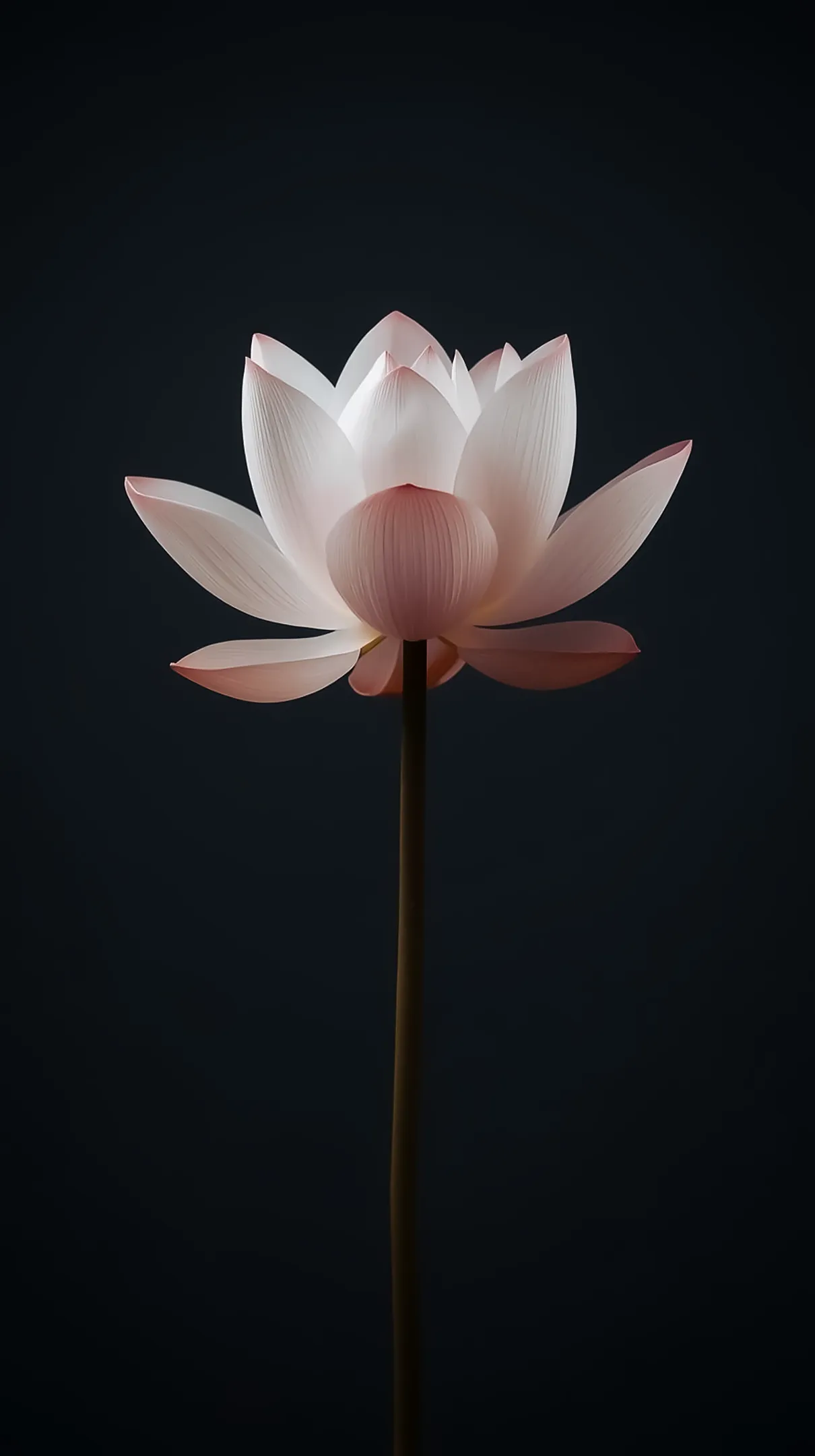 White lotus flower phone wallpaper and elegant flower background for iphone with a dark flower phone background