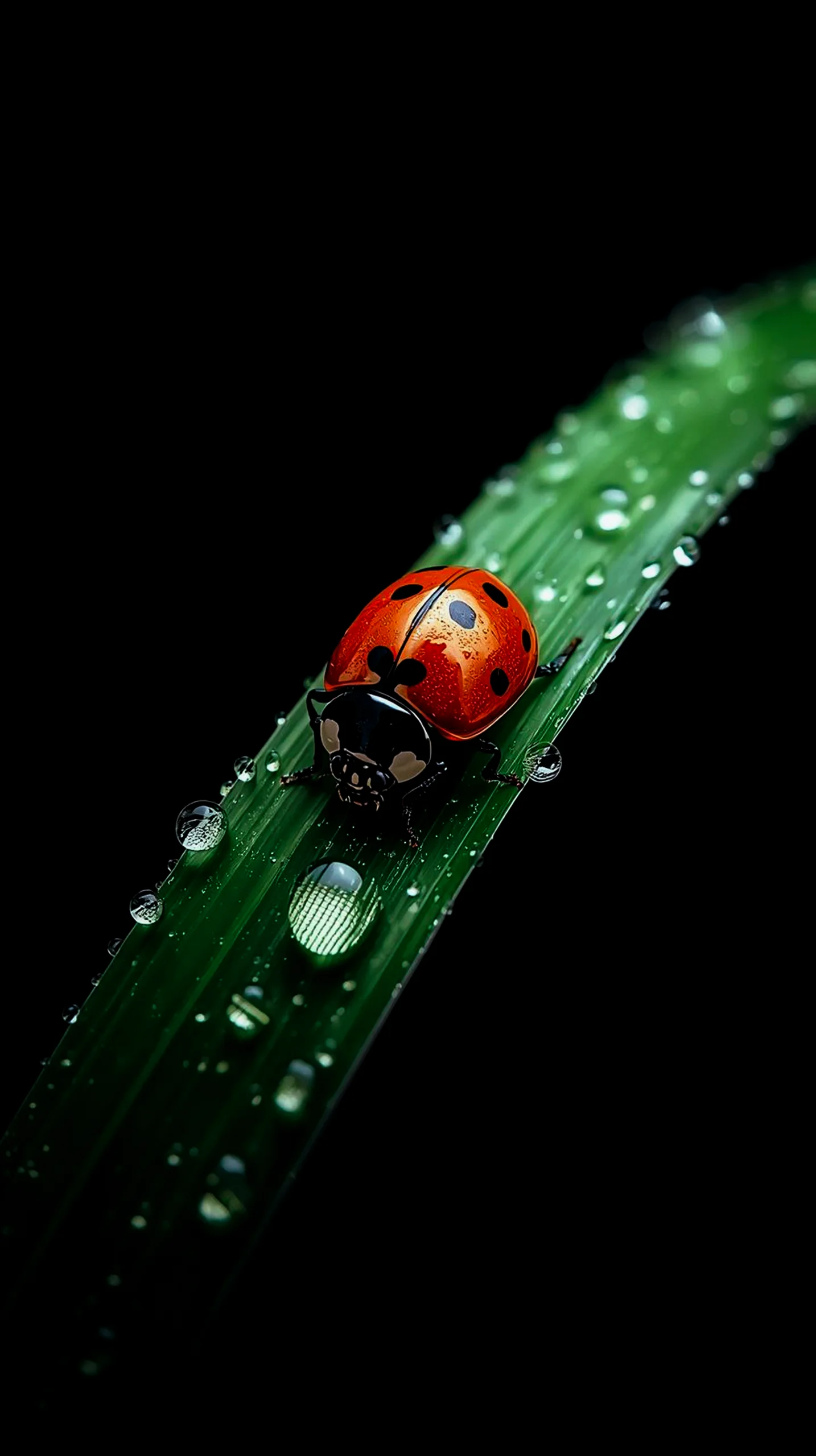 AMOLED wallpaper 4K for mobile, iPhone wallpaper 4K, 4K wallpaper for mobile, wallpaper for phone, cute 4K wallpaper