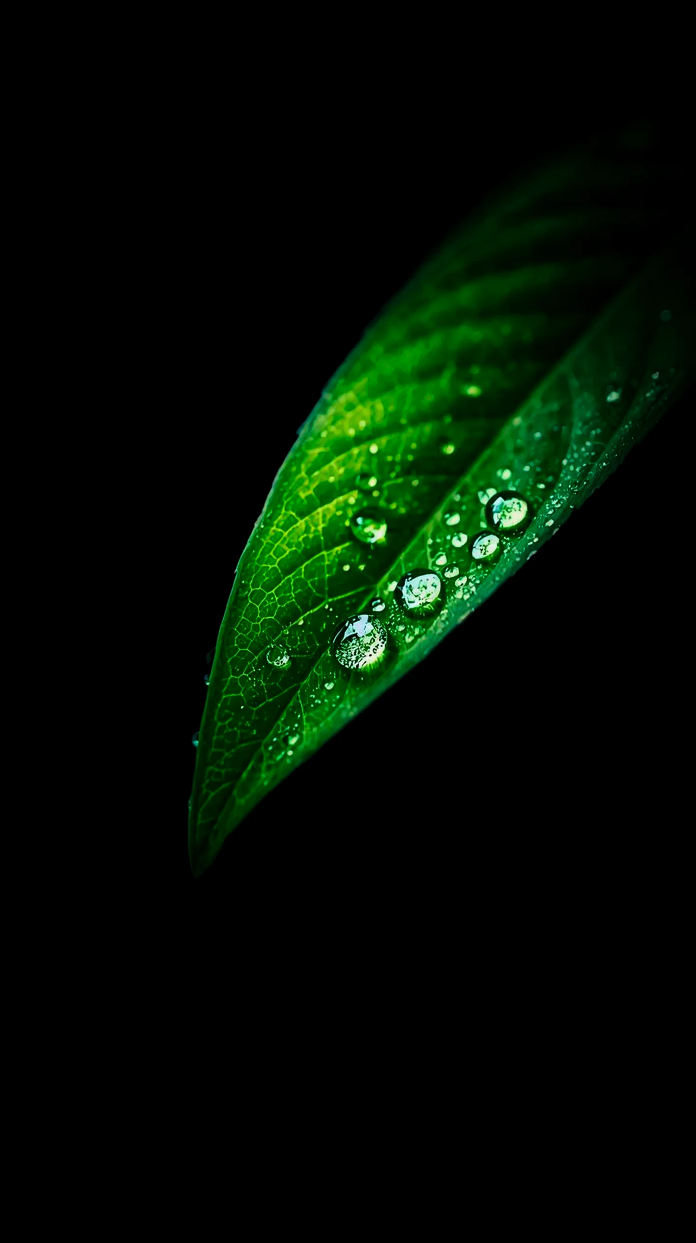Green leaf amoled wallpaper 4k for mobile, iphone wallpaper 4k, 4k wallpaper for mobile, 4k backgrounds iphone.
