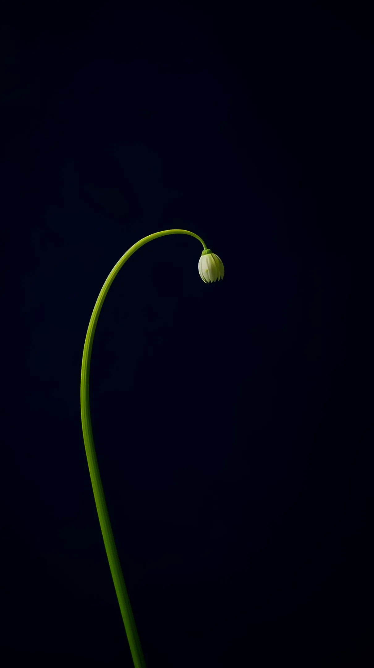 Minimalist flower phone wallpaper and flower background for iphone with a white bud on a flower phone background.