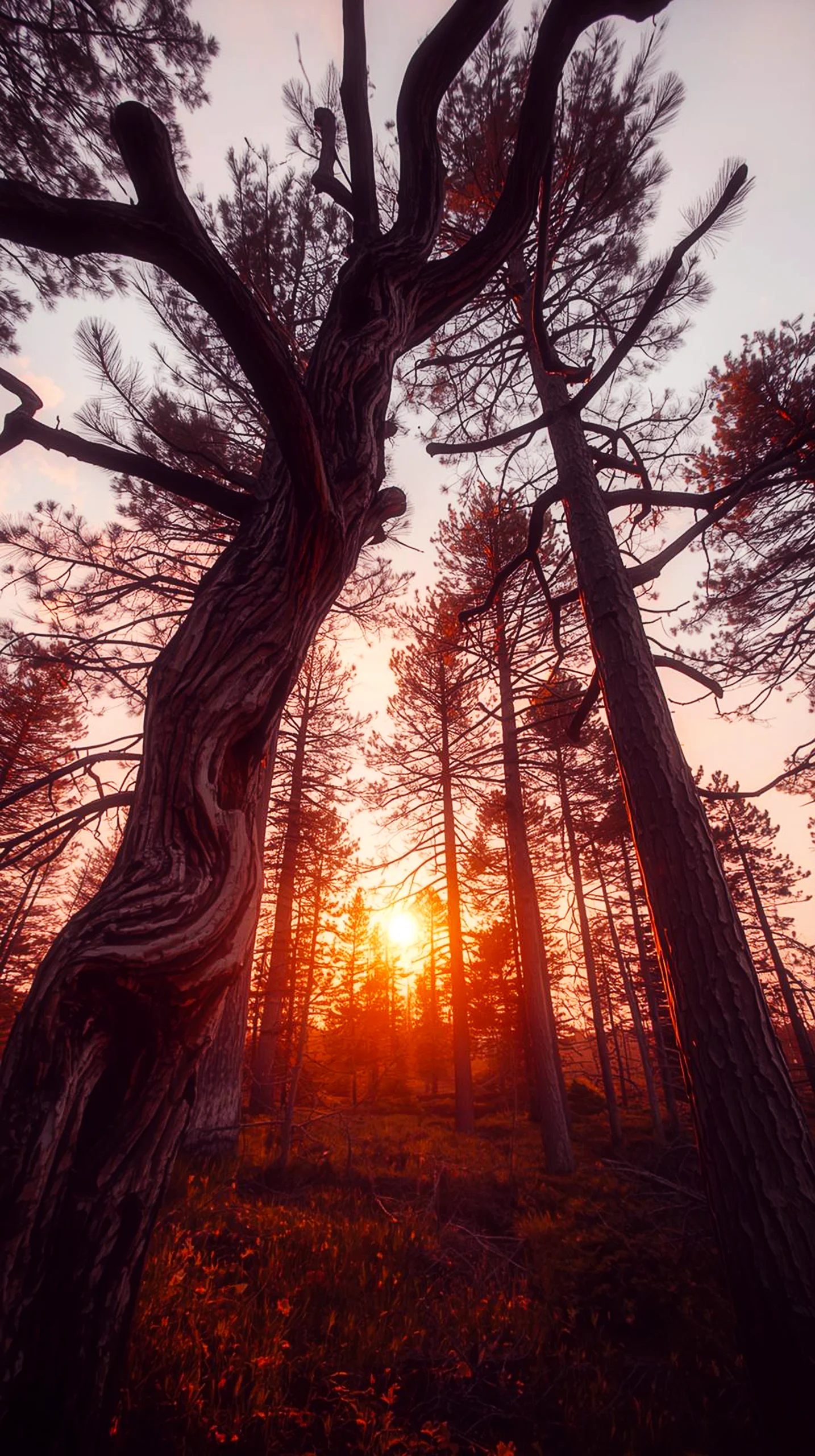 A breathtaking sunset shines through tall, silhouetted pine trees in a forest, captured in 4K resolution.