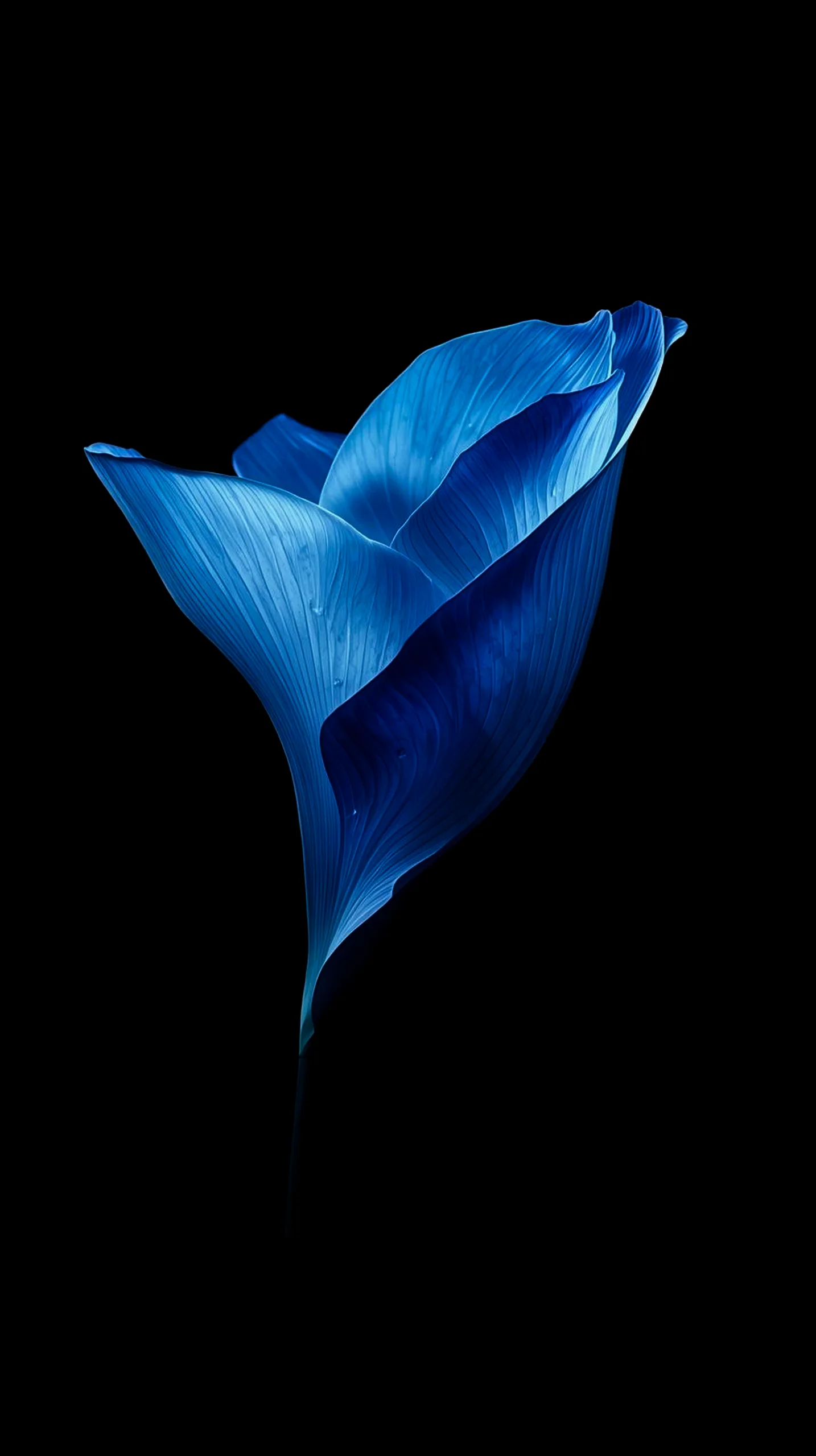 Blue flower AMOLED wallpaper 4k for mobile, iphone wallpaper 4k, 4k wallpaper for phone and cute 4k iphone background.