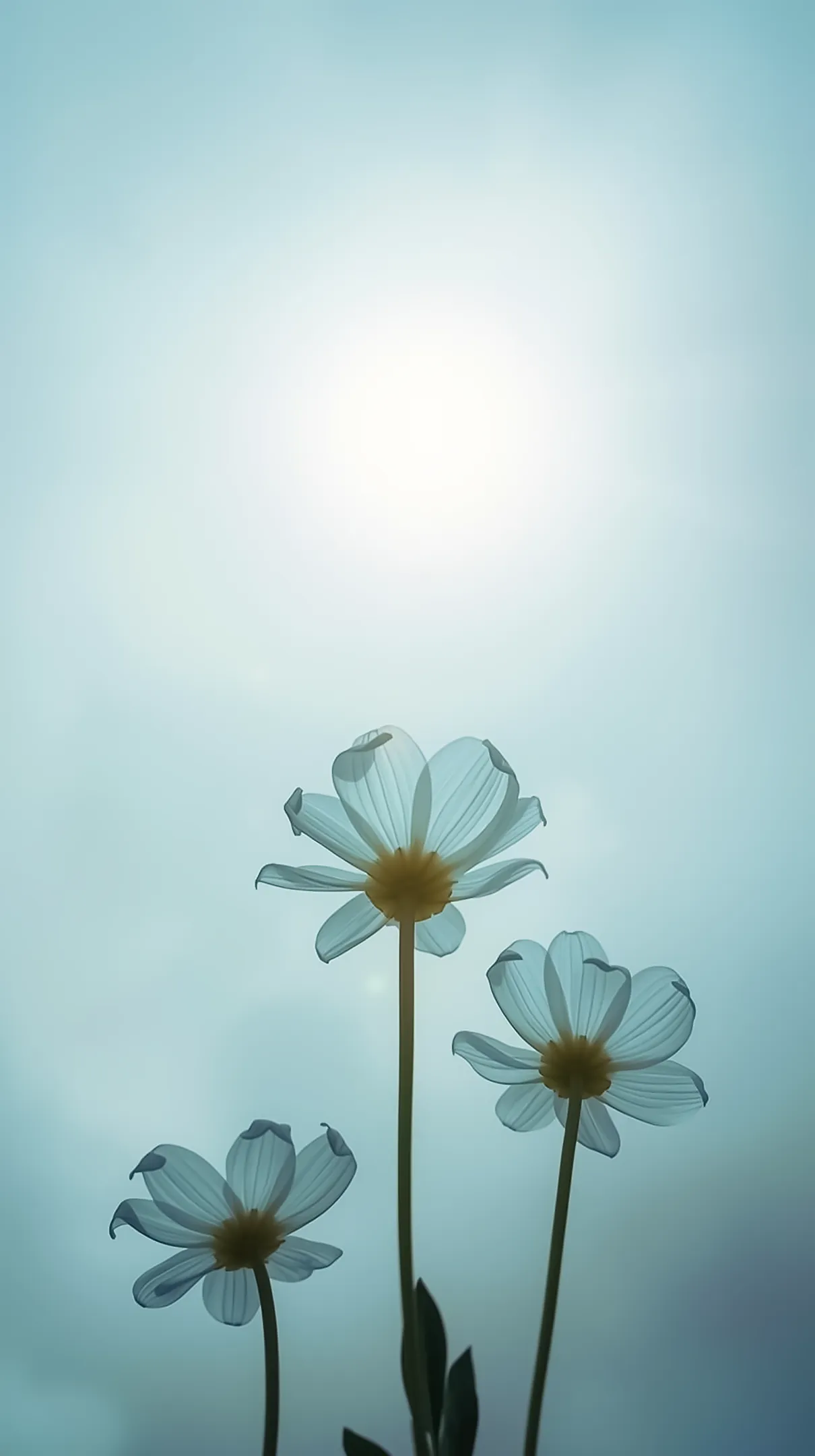 Flower background for iPhone featuring delicate white flowers with yellow centers against a soft blue sky.