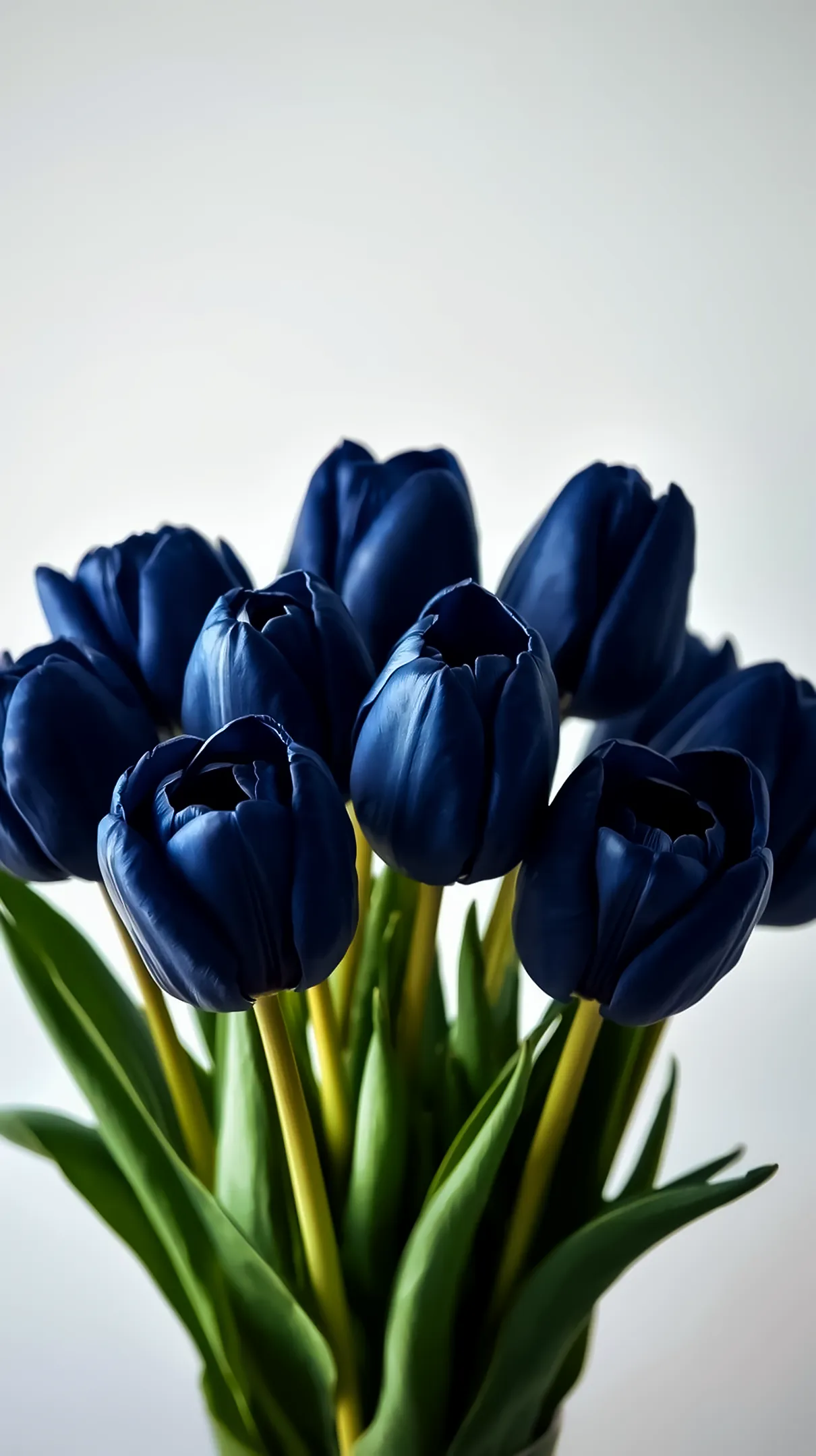 Dark blue tulip flower background for iphone, flower phone background, and aesthetic flower phone wallpaper.
