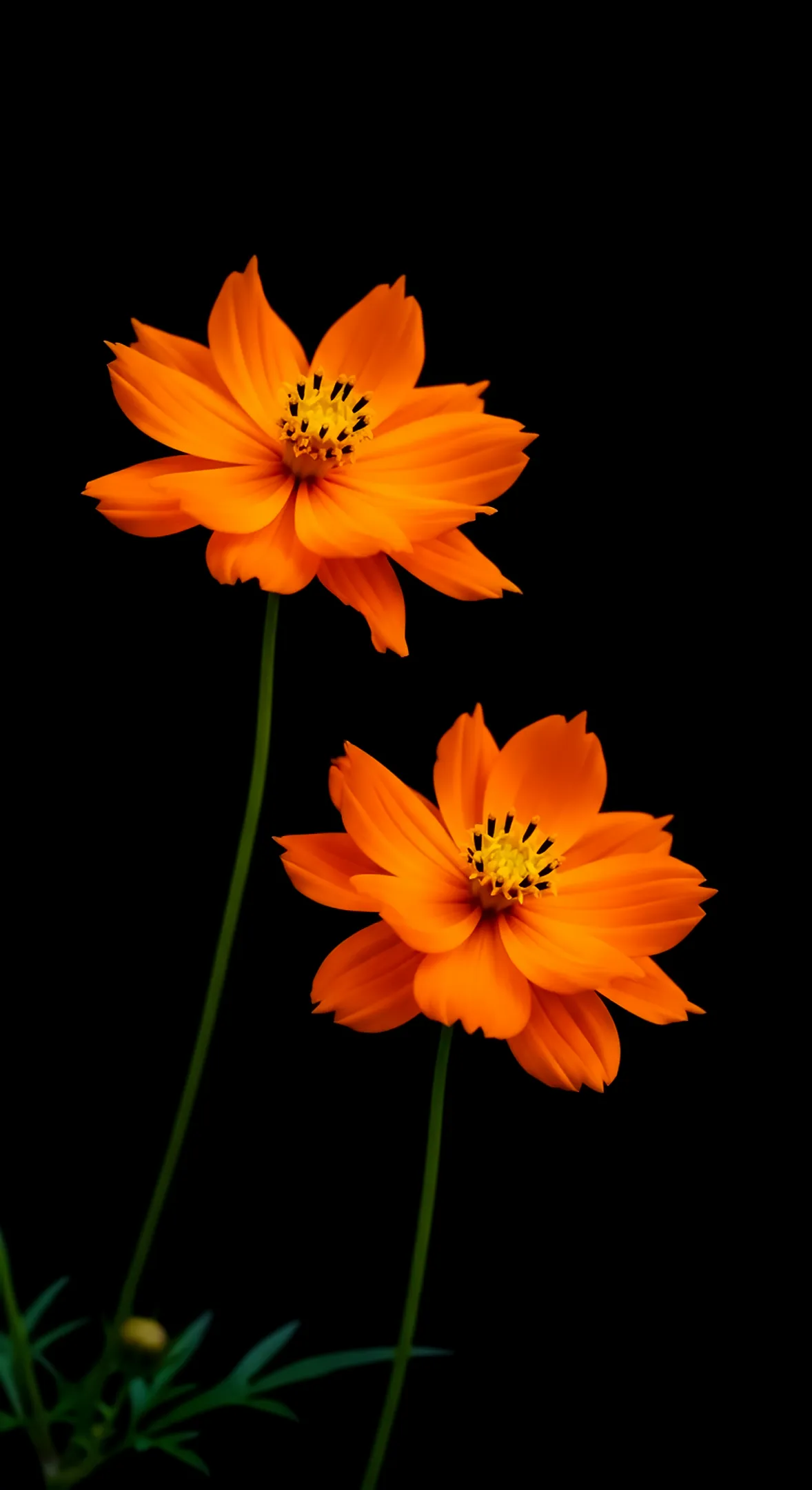 Flower background for iPhone: Two vibrant orange cosmos flowers with black centers on a black background. Ideal flower