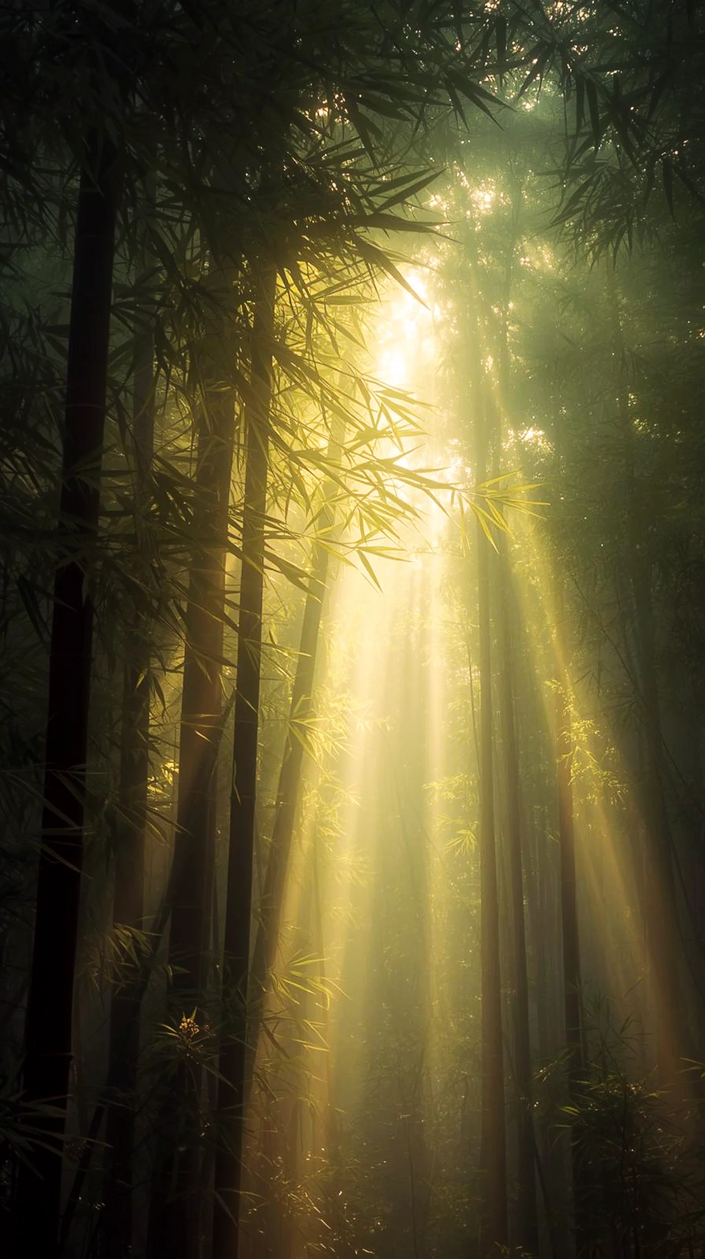 Sunlight streaming through a misty bamboo forest, ideal as an iPhone wallpaper 4k, 4k wallpaper for mobile, wallpaper