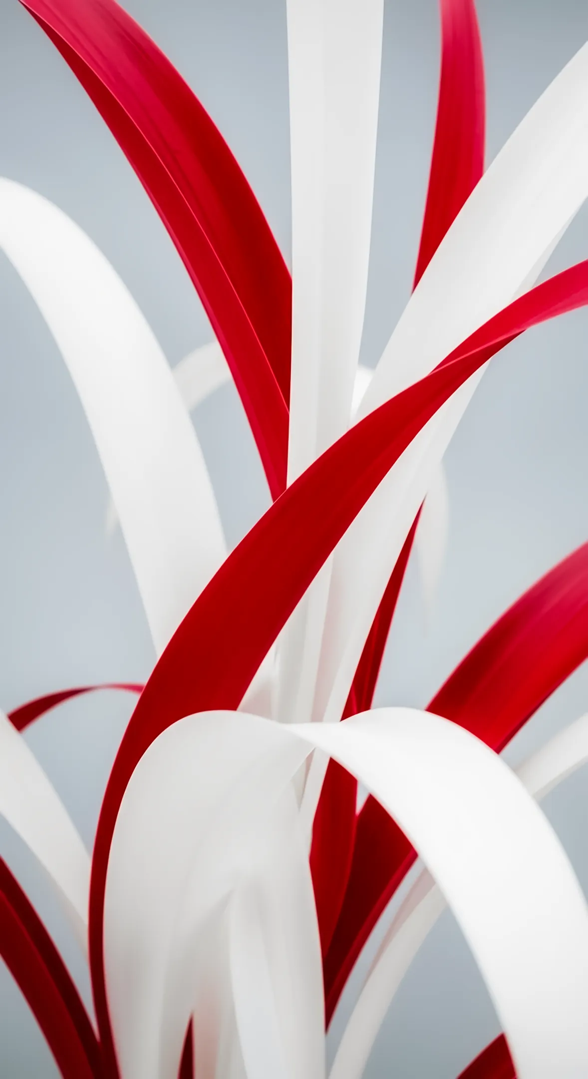 Red and white flower background for iPhone. A striking flower phone background and flower phone wallpaper.