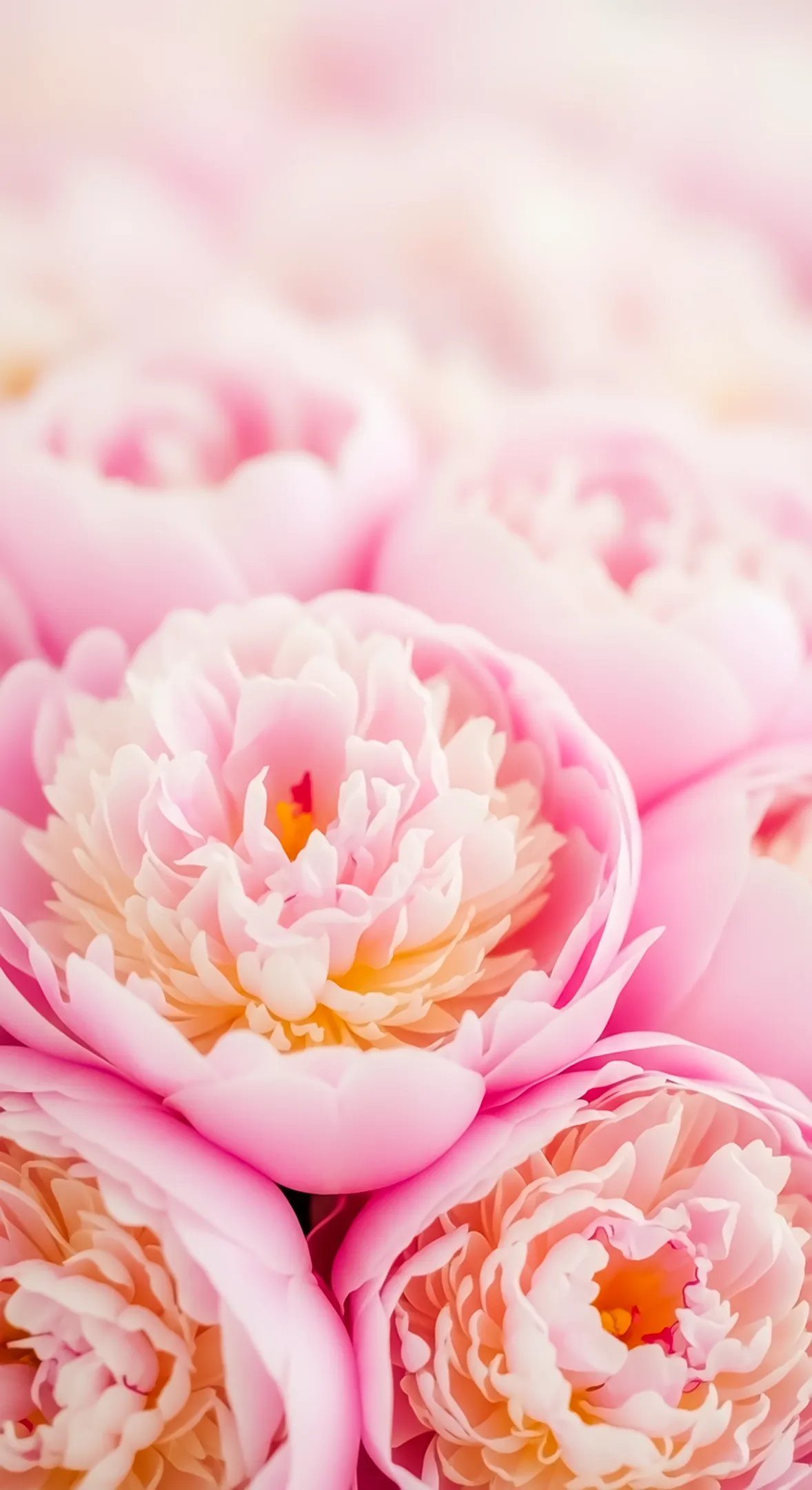 Pink peony flower background for iPhone, a beautiful flower background for iPhone, perfect flower phone background and
