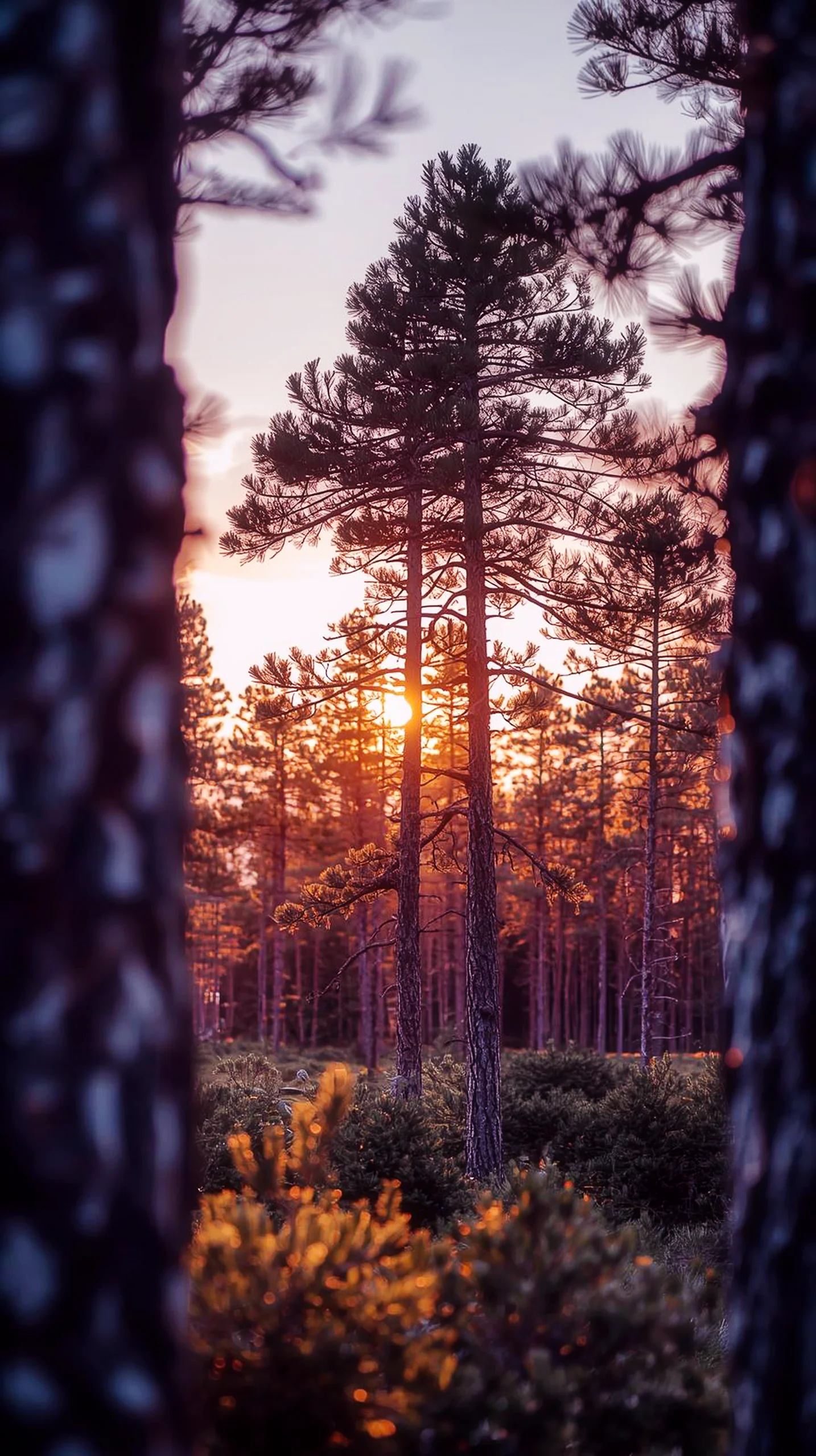 4K forest sunset iPhone wallpaper with tall pine trees and warm golden light filtering through.