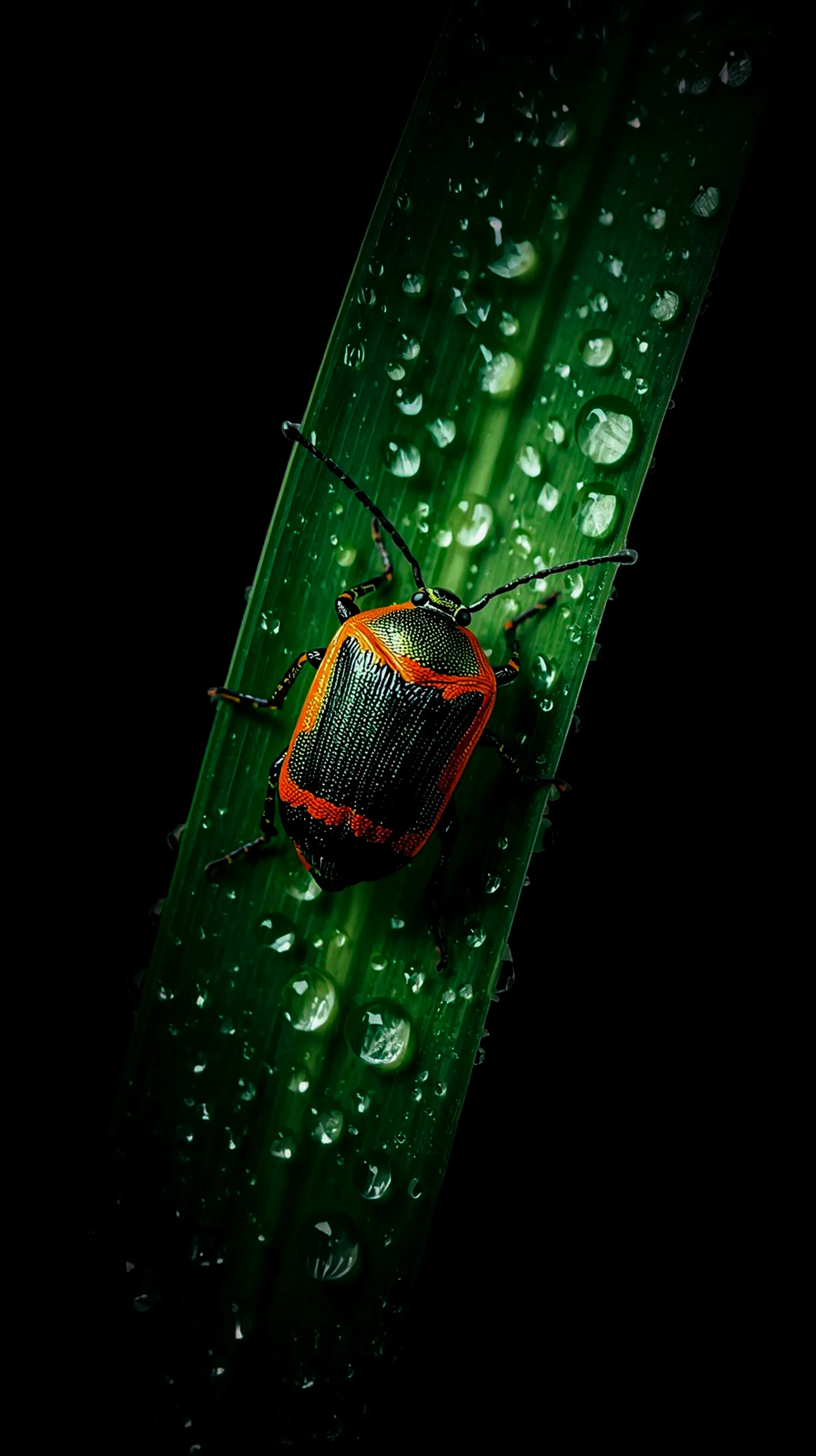 Amoled wallpaper 4k for mobile, iphone wallpaper 4k, 4k wallpaper for phone, cute 4k backgrounds, iphone 4k background.
