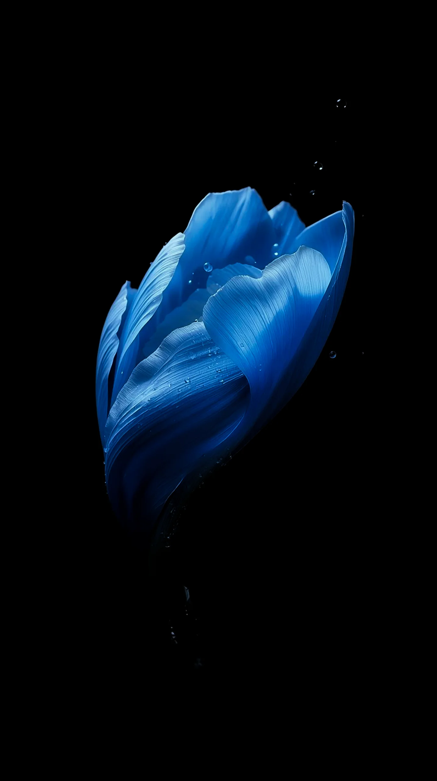 Blue flower amoled wallpaper 4k for mobile iphone wallpaper 4k 4k wallpaper for mobile cute 4k wallpaper for iphone.