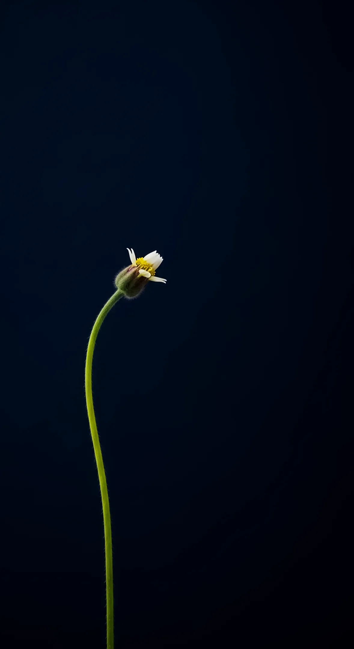 Minimalist flower background for iphone, flower phone background, and flower phone wallpaper with a dark backdrop.