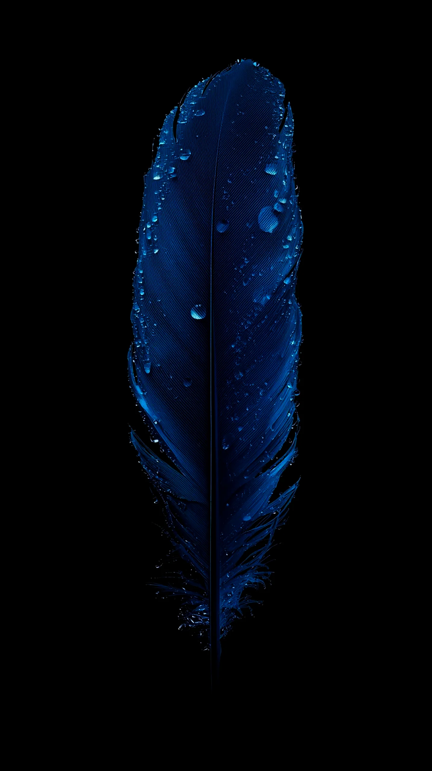 Blue feather with water droplets, AMOLED wallpaper 4K for mobile, iPhone wallpaper 4K, 4K wallpaper for mobile,