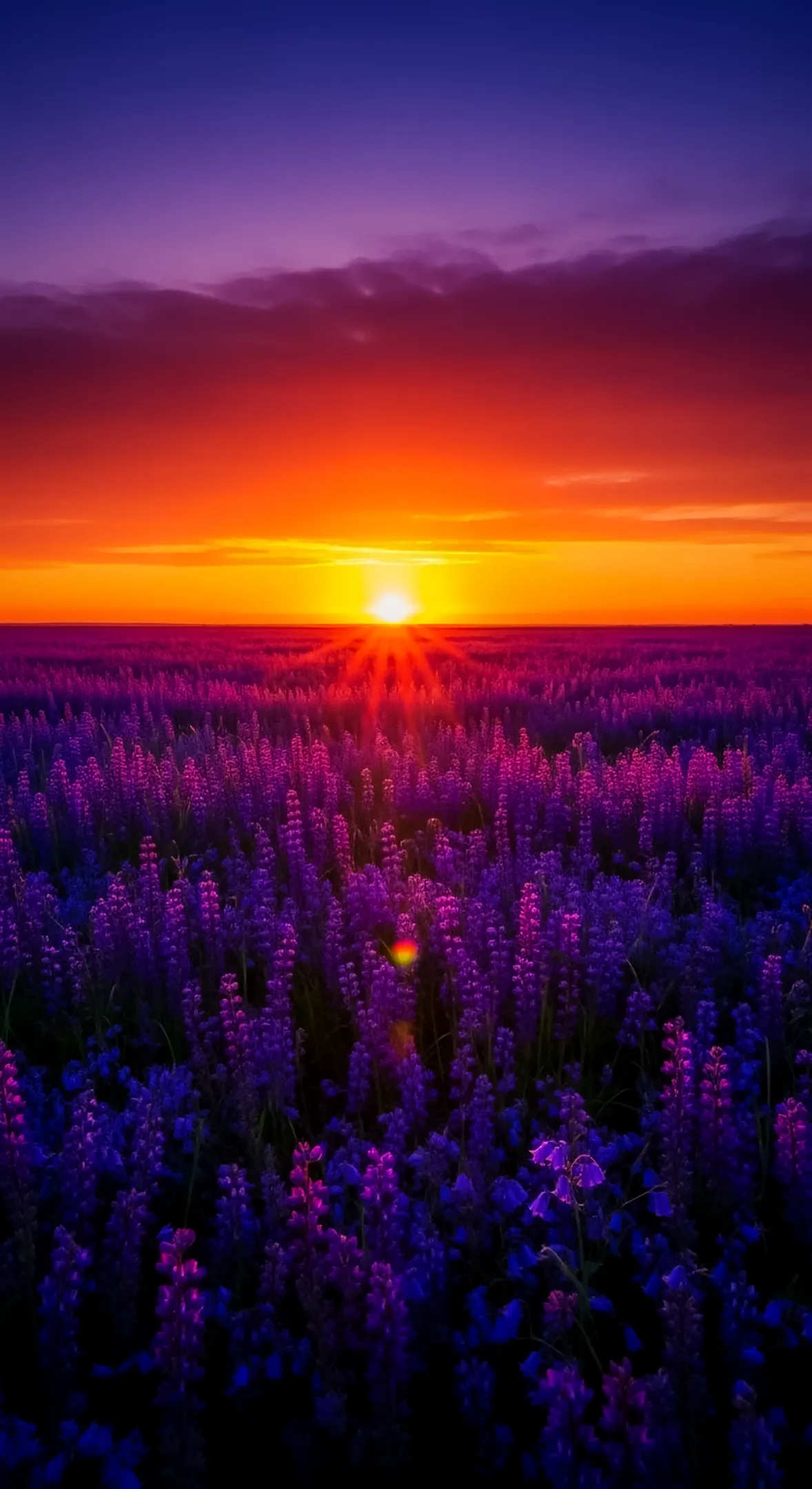 Sunset over a purple field, perfect flower background for iphone, flower phone background, and flower phone wallpaper.