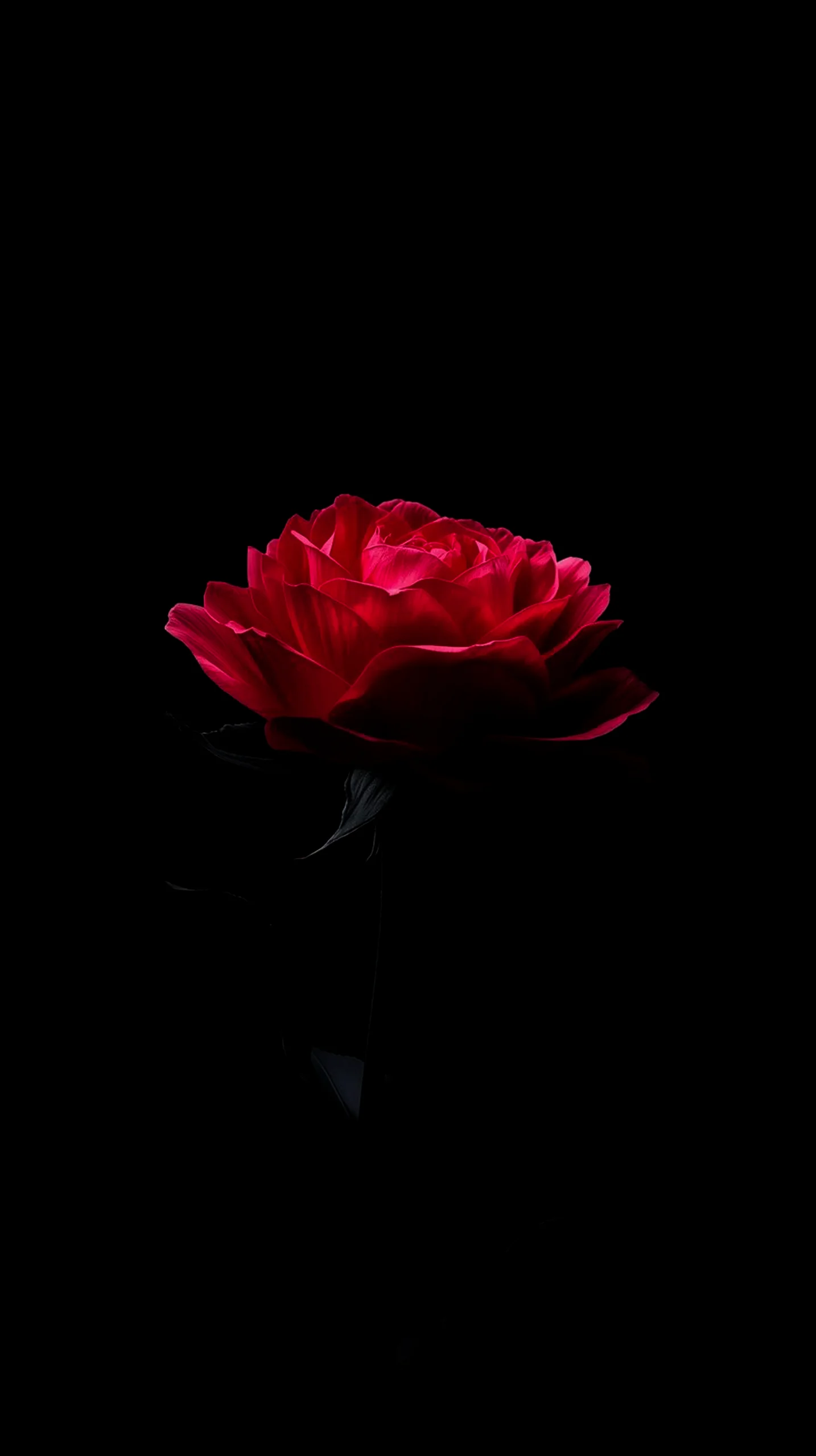 Red rose amoled wallpaper 4k for mobile, iphone wallpaper 4k, 4k wallpaper for mobile, cute 4k wallpaper for iphone.