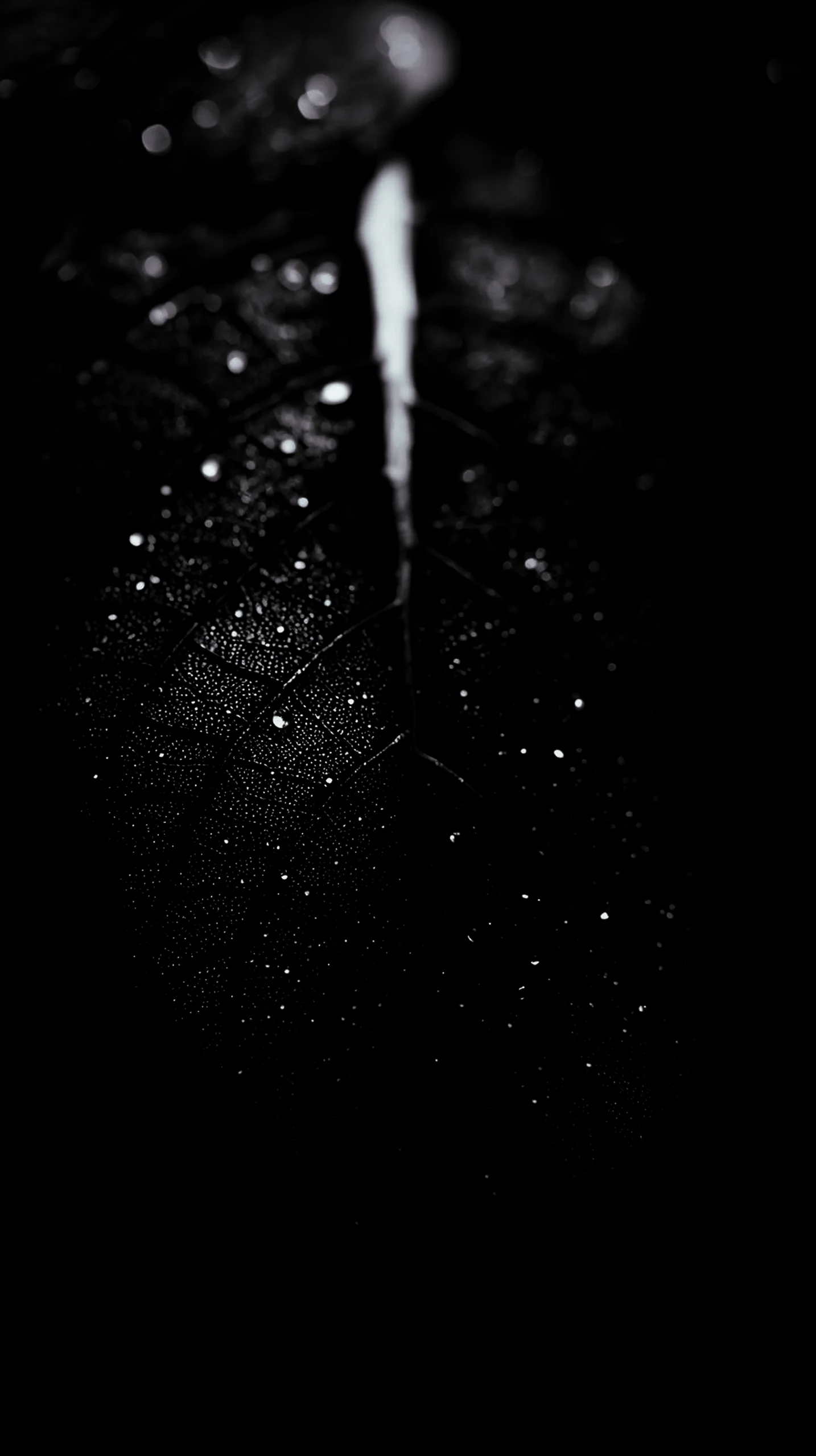 Dark leaf with water droplets, AMOLED wallpaper 4K for mobile, iPhone wallpaper 4K, 4K wallpaper for mobile, wallpaper