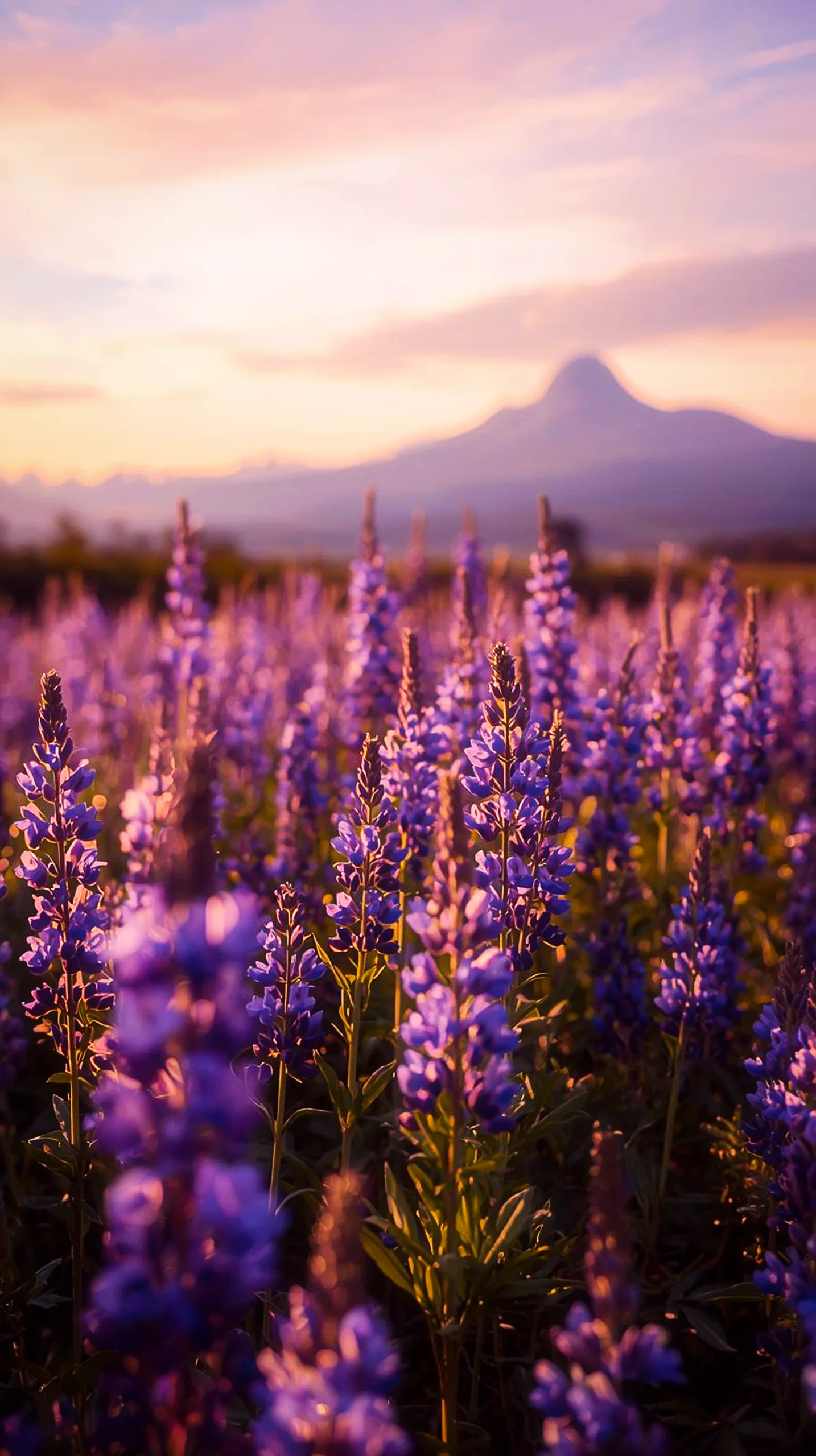 Purple lupine field sunset iphone wallpaper 4k, 4k wallpaper for mobile, cute 4k wallpaper for iphone, 4k backgrounds