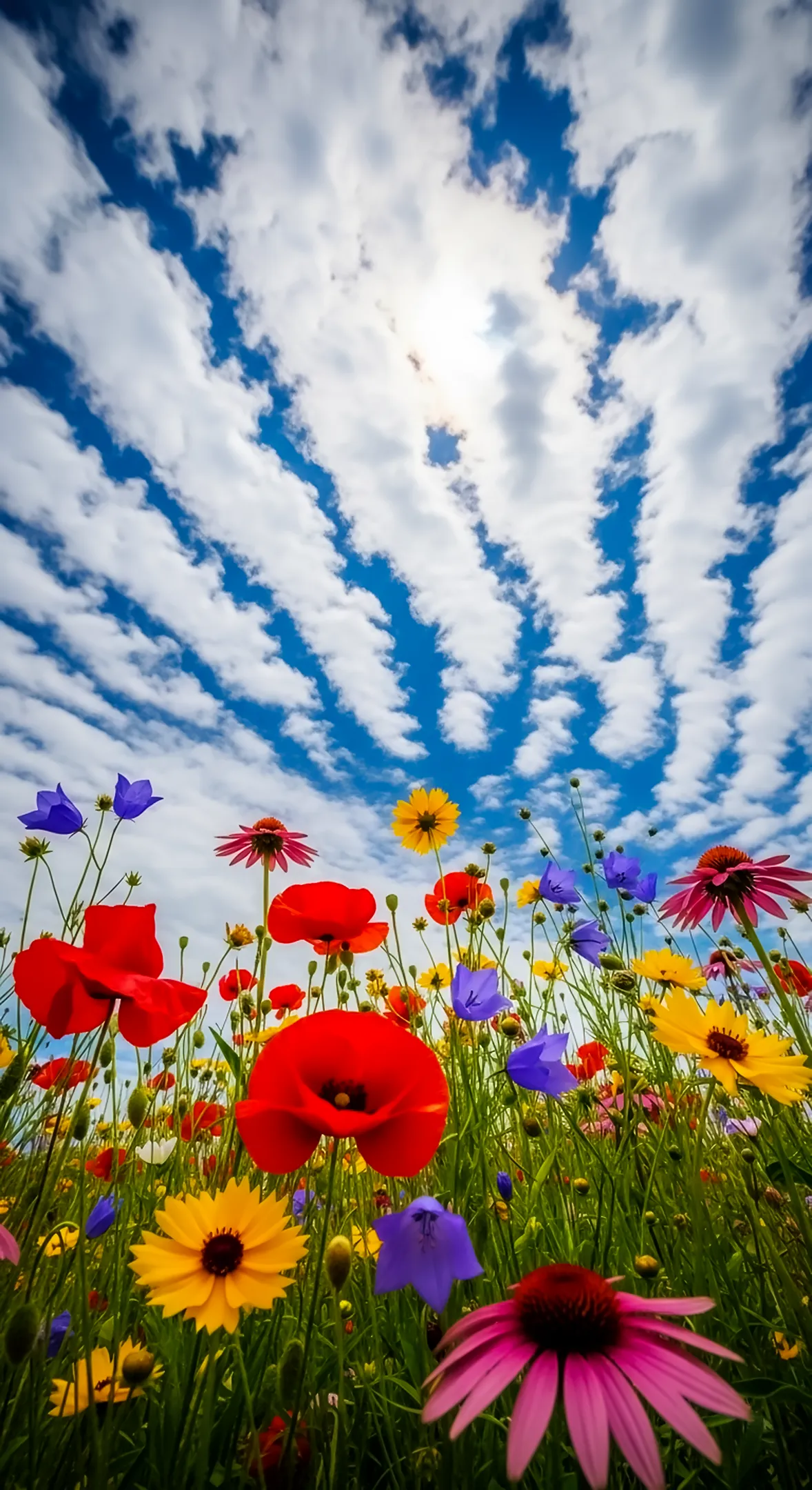 A low-angle view of a vibrant flower field with poppies, bluebells, and daisies against a cloudy blue sky, serving as a