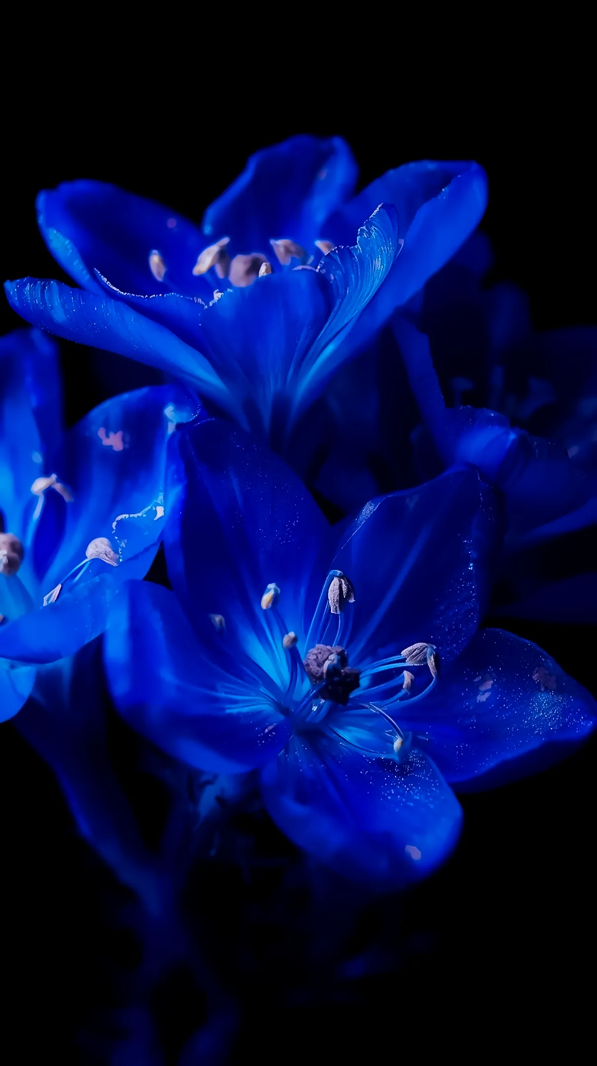 Vibrant blue flower background for iphone, flower phone background, and flower phone wallpaper macro shot.
