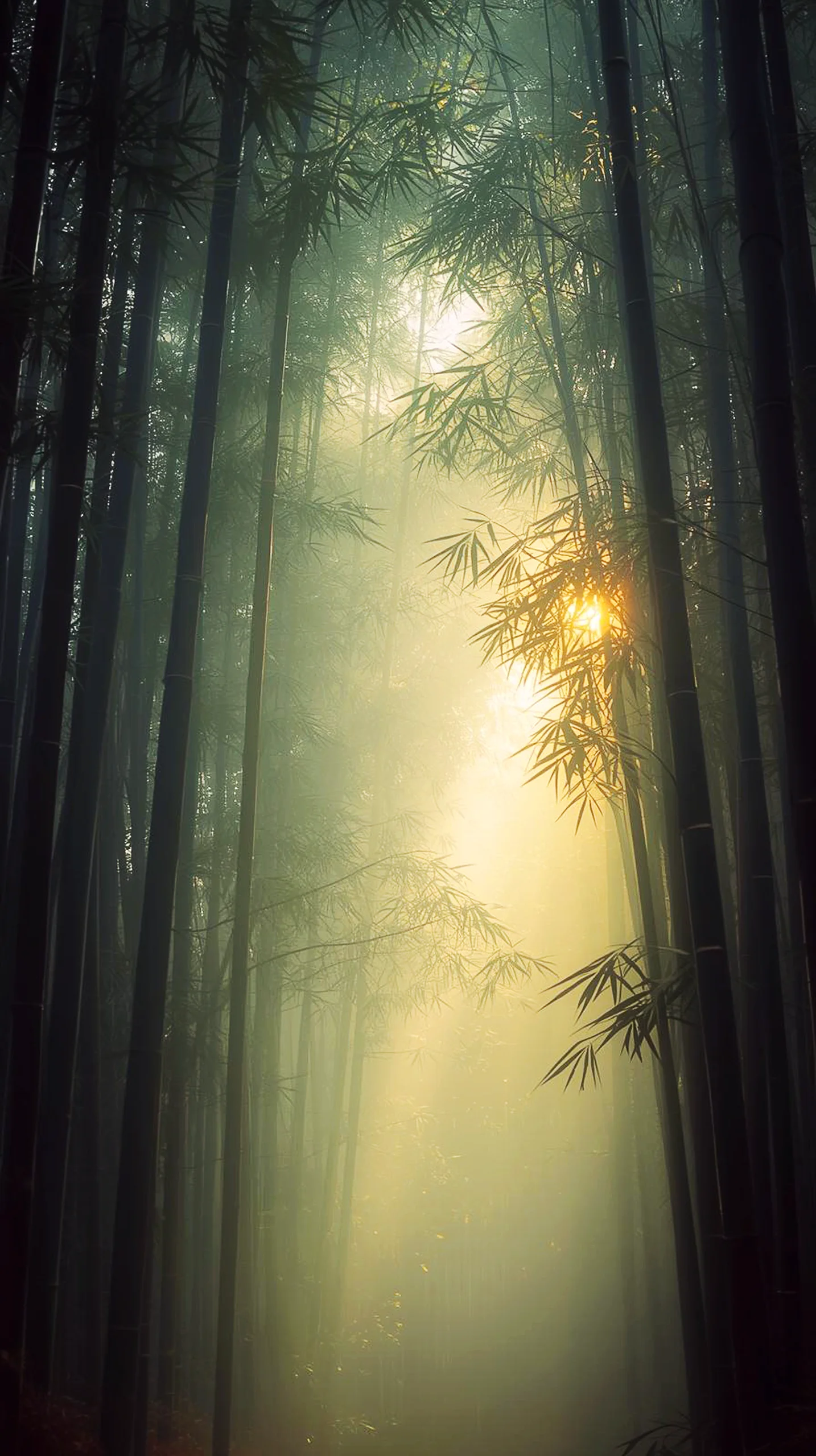 Mystical bamboo forest with sunbeams breaking through the mist. Perfect as an iPhone wallpaper 4K, 4K wallpaper for