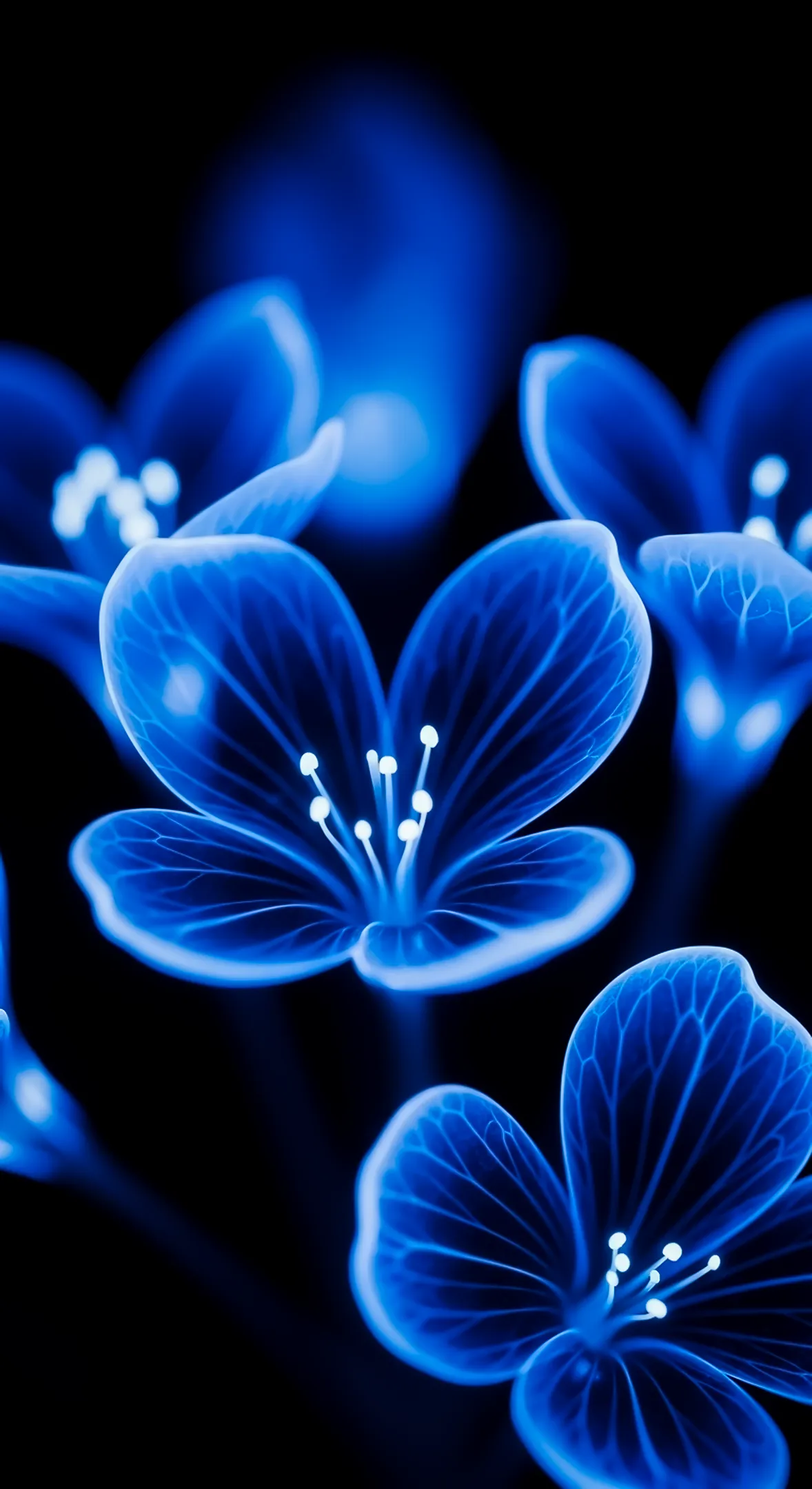 Blue flower background for iPhone, flower phone background, flower phone wallpaper