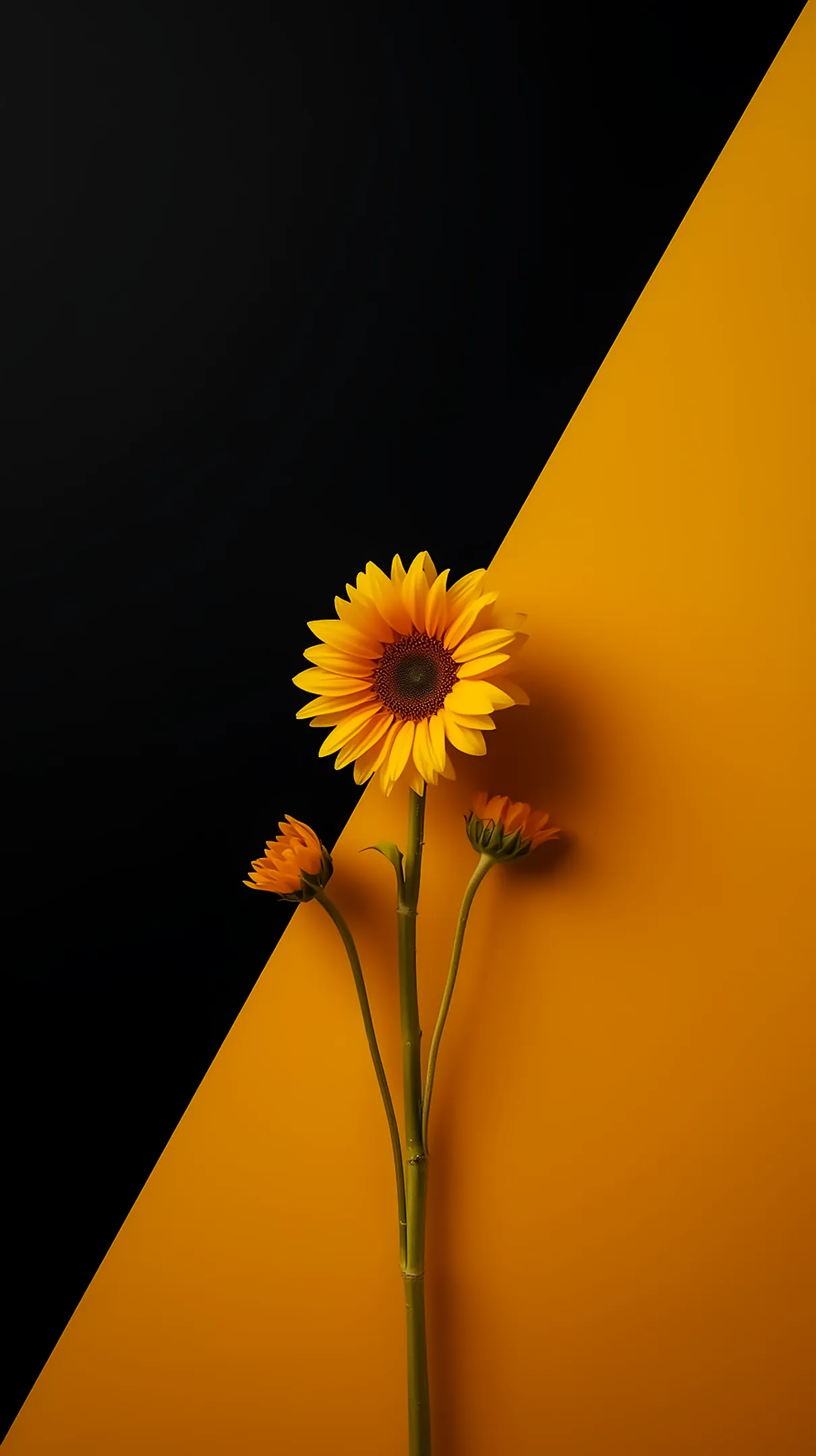 Sunflower flower background for iphone, flower phone background, and flower phone wallpaper on a yellow black