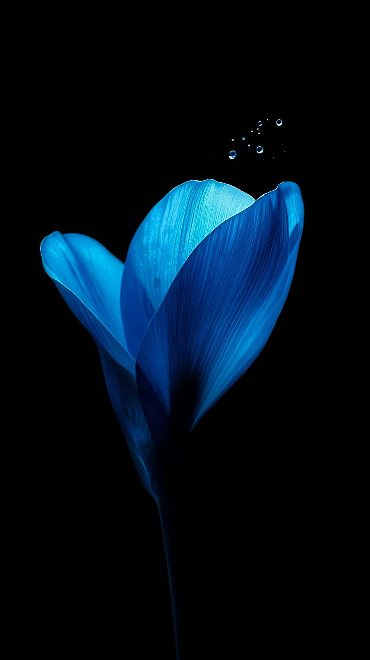 Blue flower with water droplets, AMOLED wallpaper 4K for mobile, iPhone wallpaper 4K, 4K wallpaper for mobile,