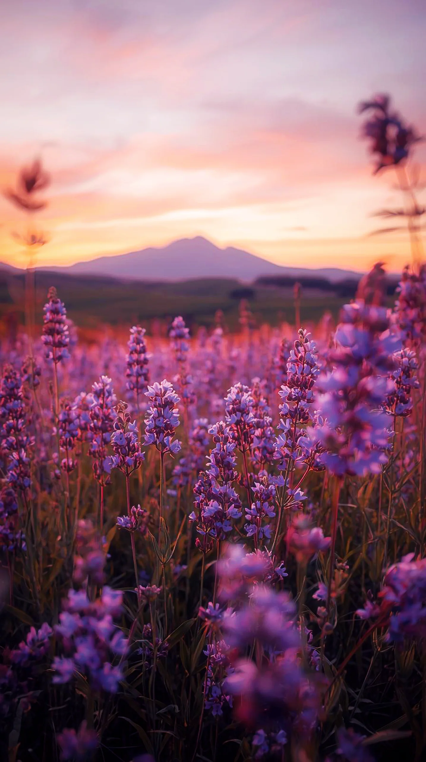 Lavender field at sunset iphone wallpaper 4k, cute 4k wallpaper for iphone, 4k backgrounds iphone mobile wallpaper