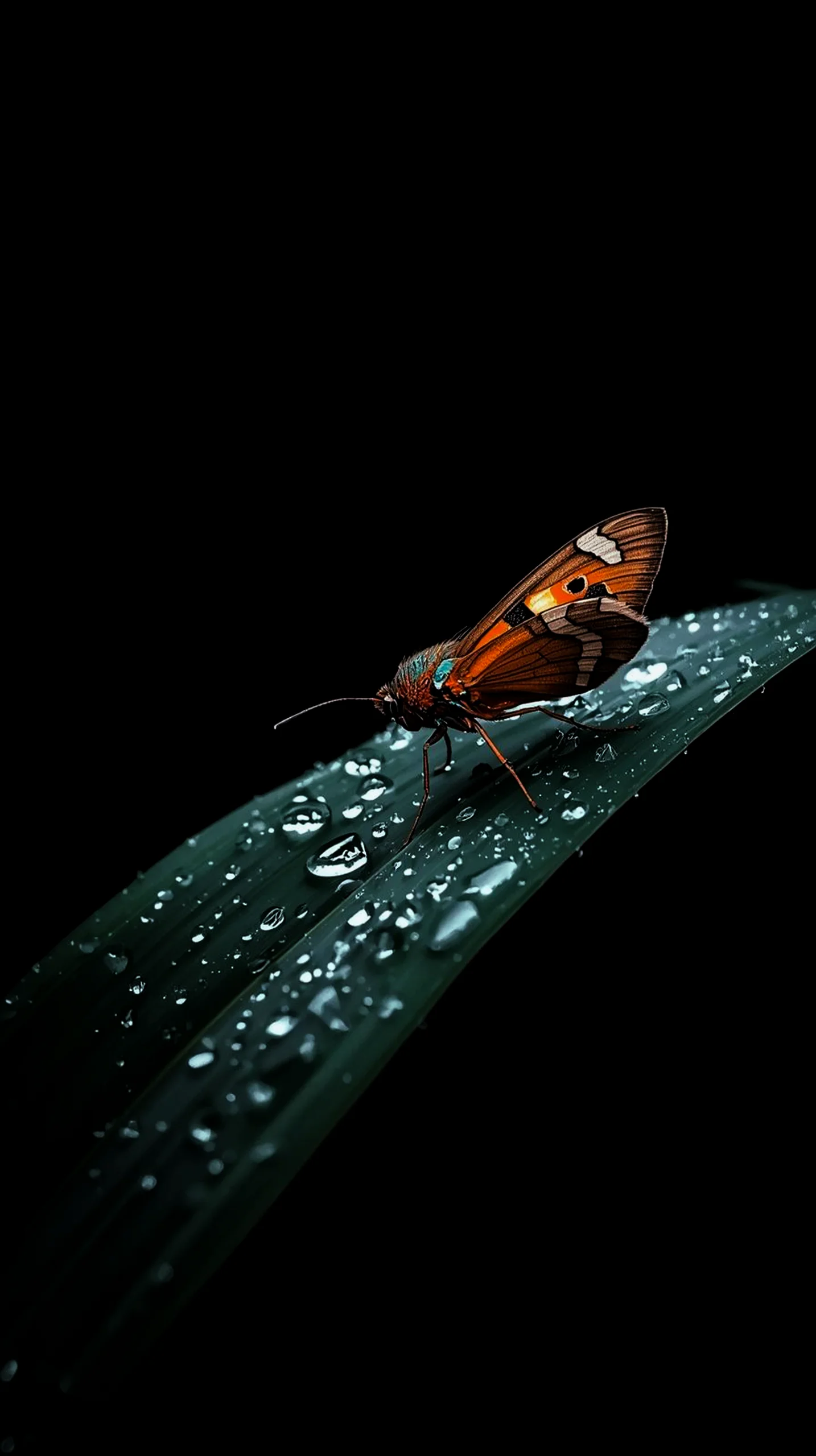 amoled wallpaper 4k for mobile iphone wallpaper 4k 4k wallpaper for mobile cute 4k wallpaper for iphone 4k backgrounds