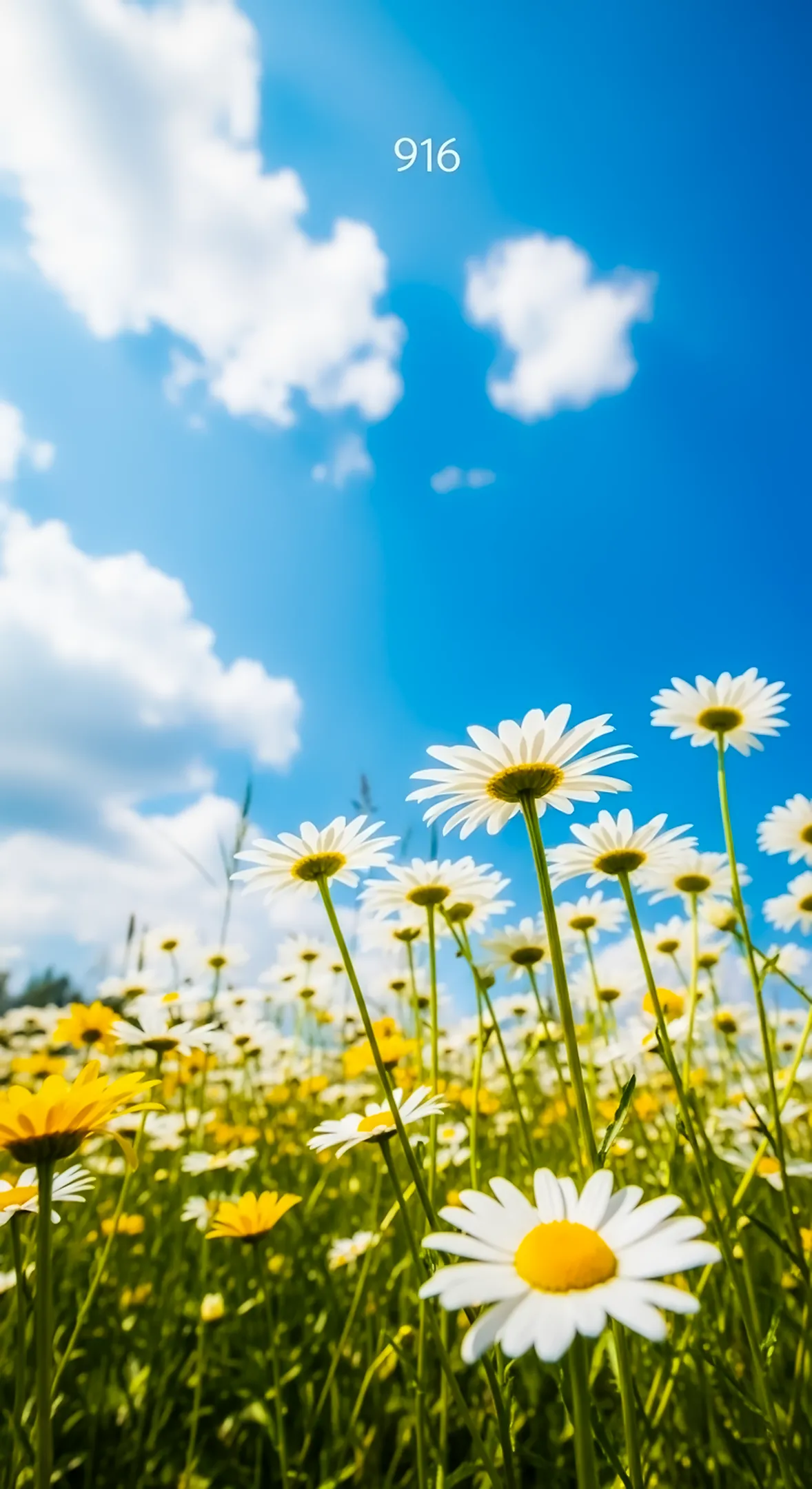 Sunny daisy flower phone wallpaper and flower background for iphone with a clear blue sky and flower phone background