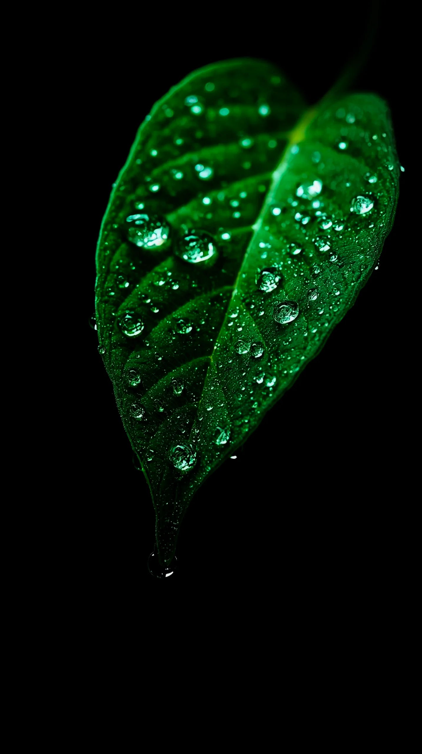 Green leaf with water droplets, amoled wallpaper 4k for mobile, iphone wallpaper 4k, 4k wallpaper for mobile, wallpaper