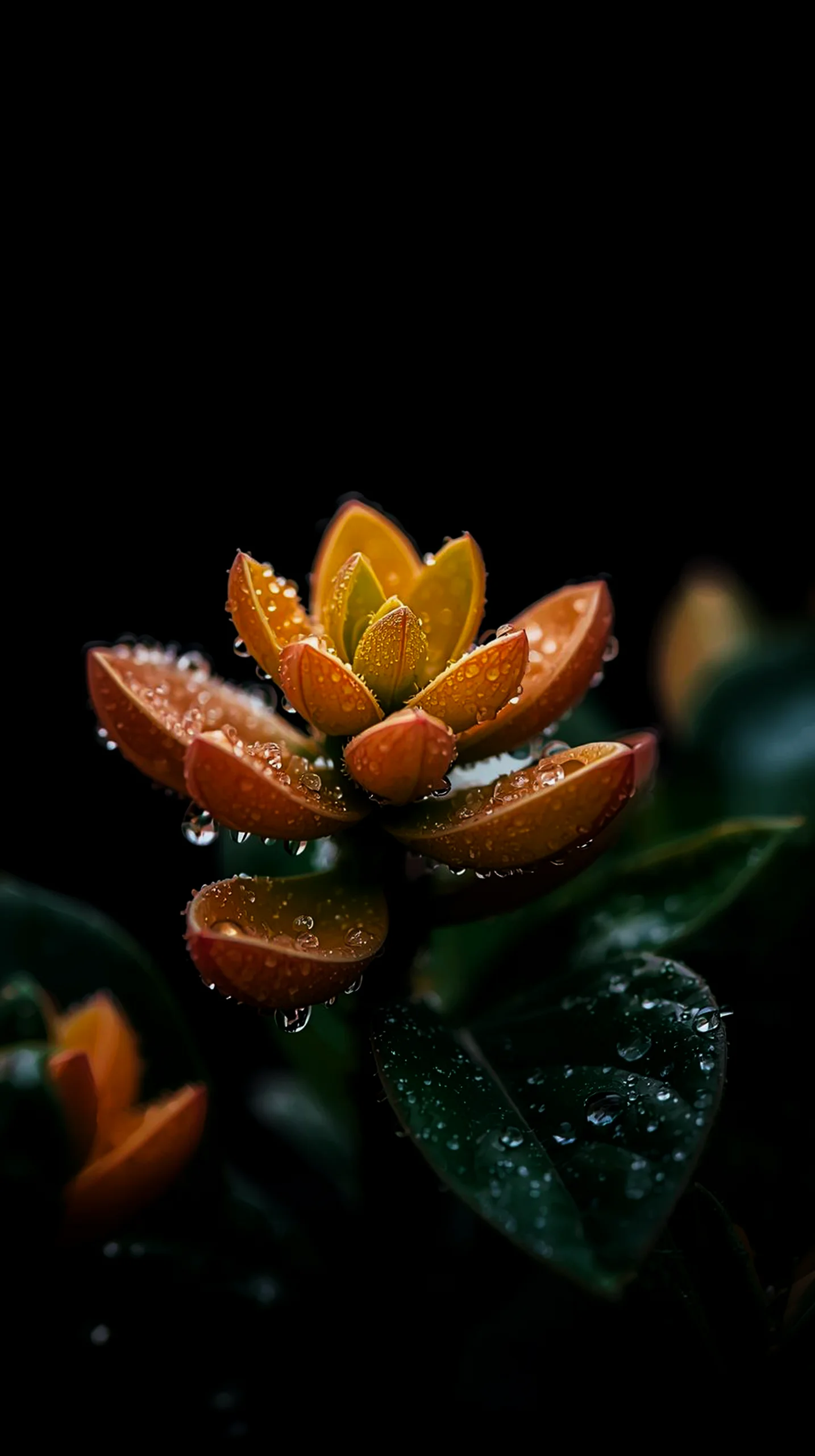 amoled wallpaper 4k for mobile iphone wallpaper 4k 4k wallpaper for mobile cute 4k wallpaper for iphone 4k backgrounds