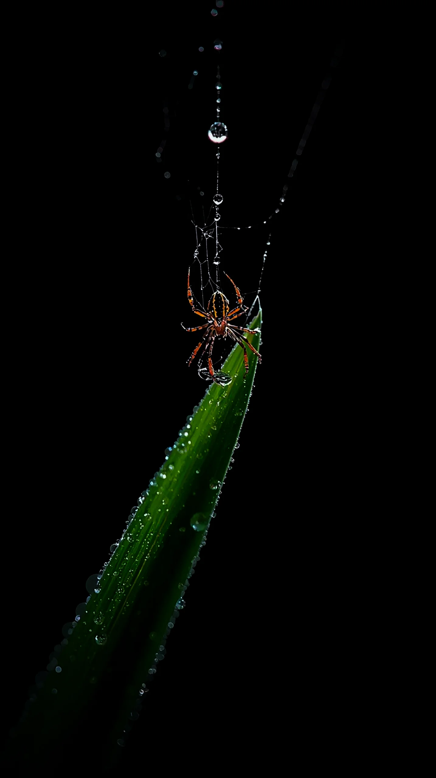 Amoled wallpaper 4k for mobile iphone wallpaper 4k 4k wallpaper for mobile wallpaper for phone cute 4k wallpaper for