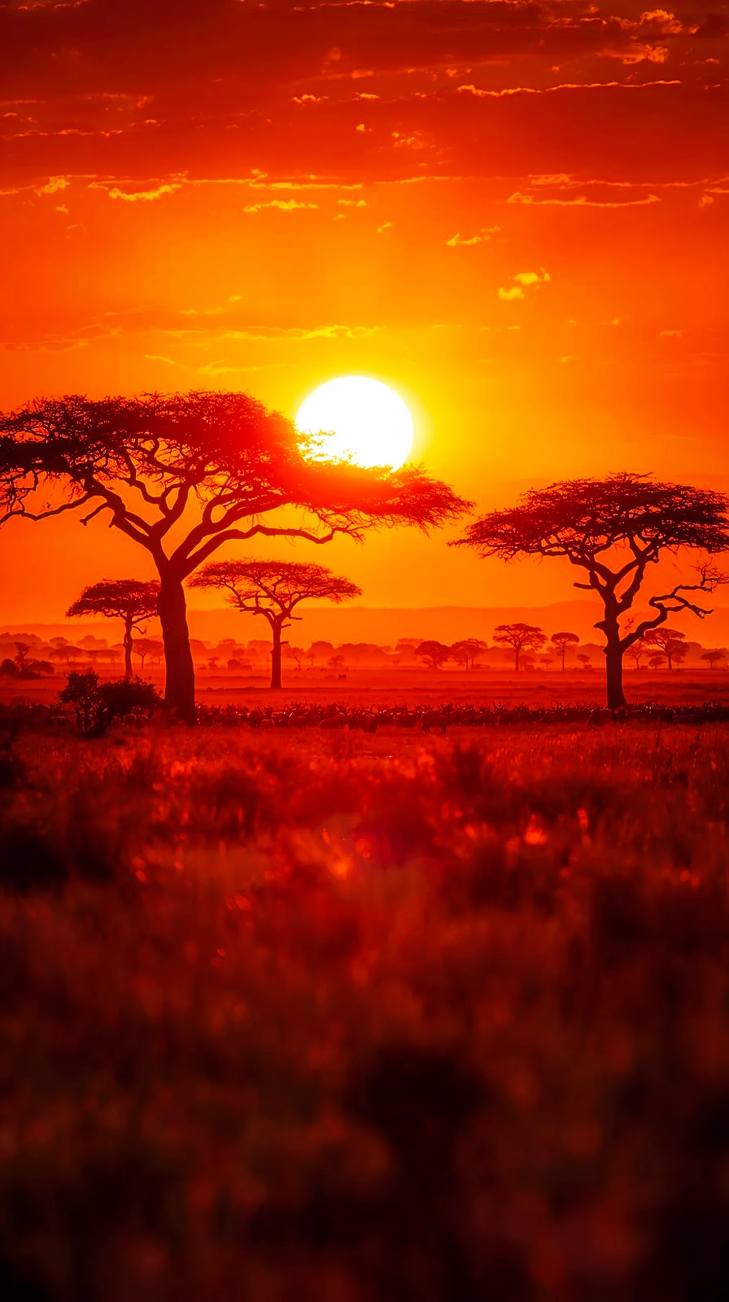 A vibrant African sunset wallpaper 4K for mobile showing silhouetted acacia trees against a fiery red sun.