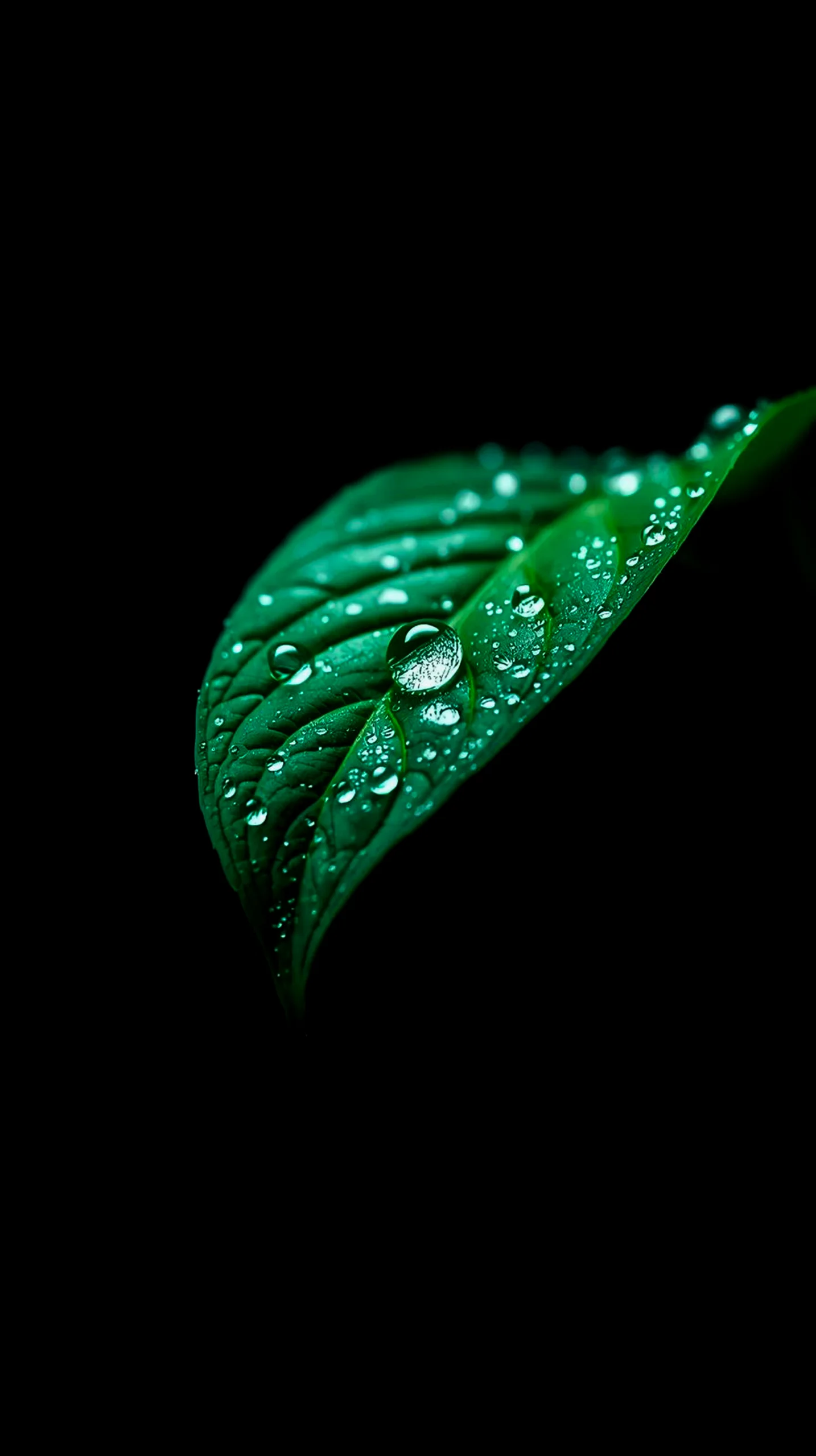 Green leaf with water droplets, amoled wallpaper 4k for mobile, iphone wallpaper 4k, 4k wallpaper for mobile, wallpaper