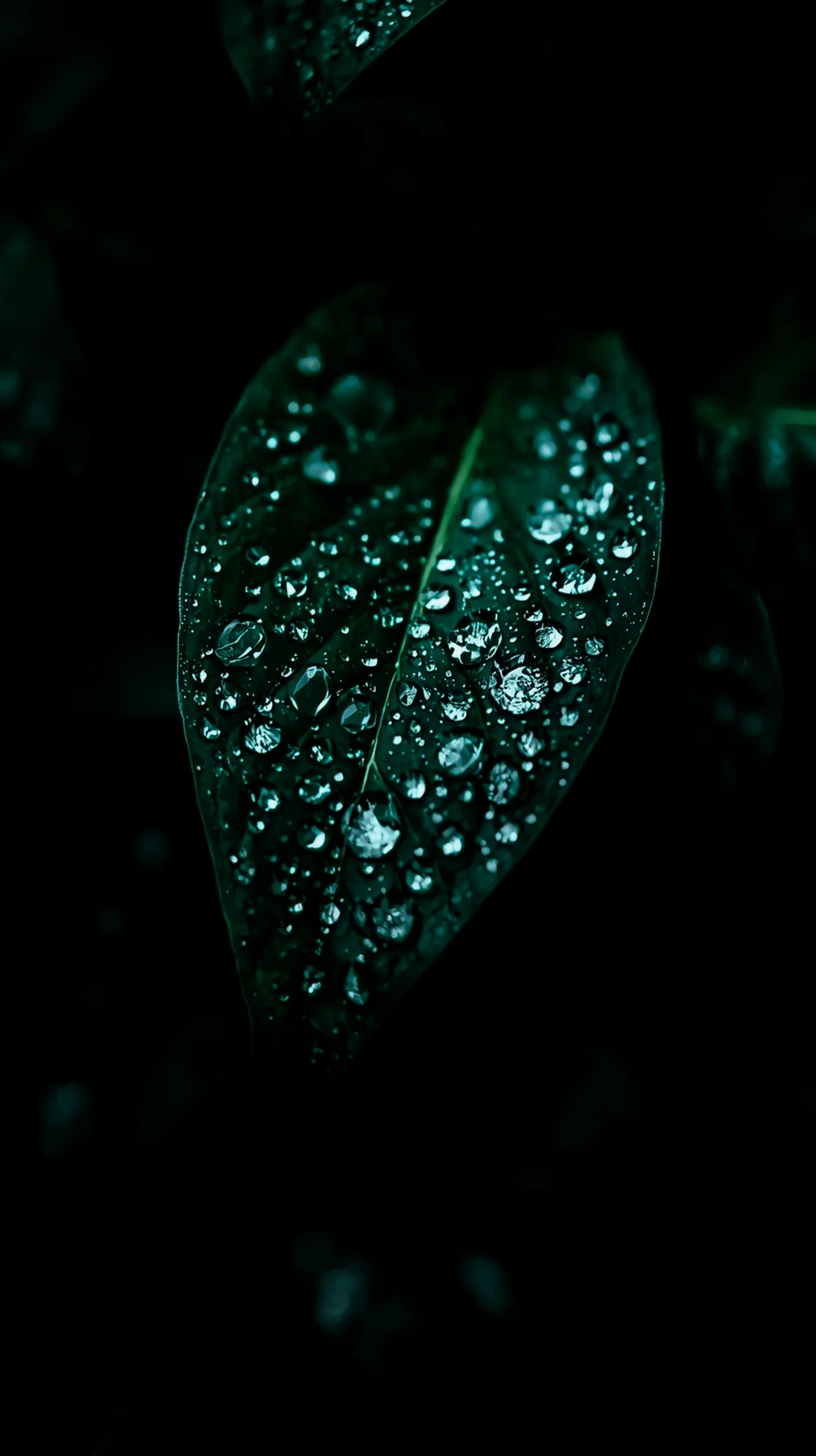Dark green leaf with water droplets, AMOLED wallpaper 4K for mobile, iPhone wallpaper 4K, 4K wallpaper for mobile,