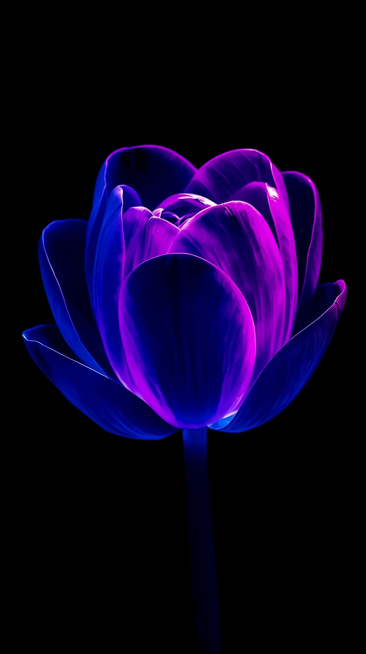 Neon flower phone background for iPhone, glowing blue and purple petals on a black background, ideal flower phone