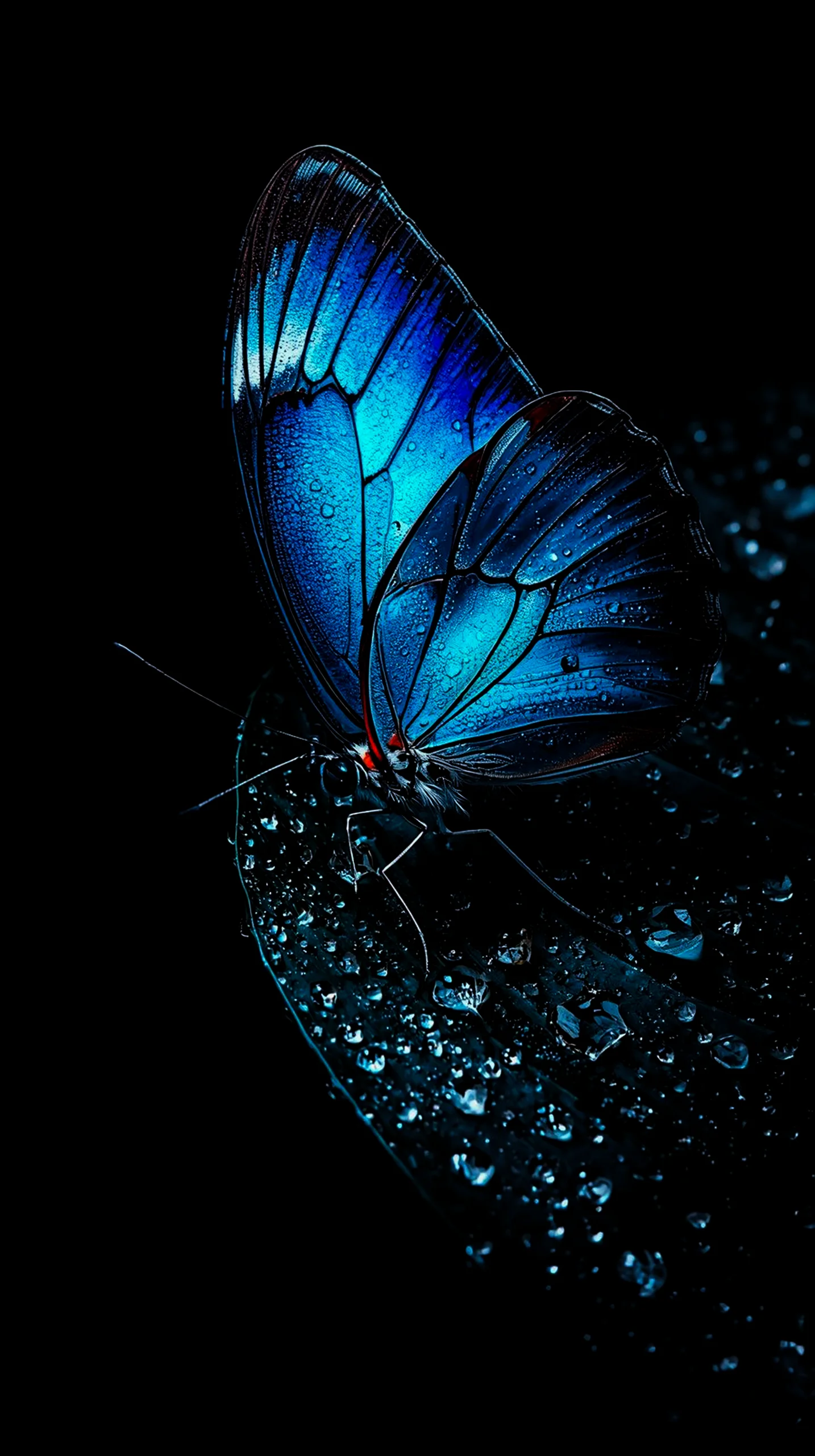 Vibrant blue butterfly amoled wallpaper 4k for mobile, ideal for iphone wallpaper 4k and 4k backgrounds iphone.