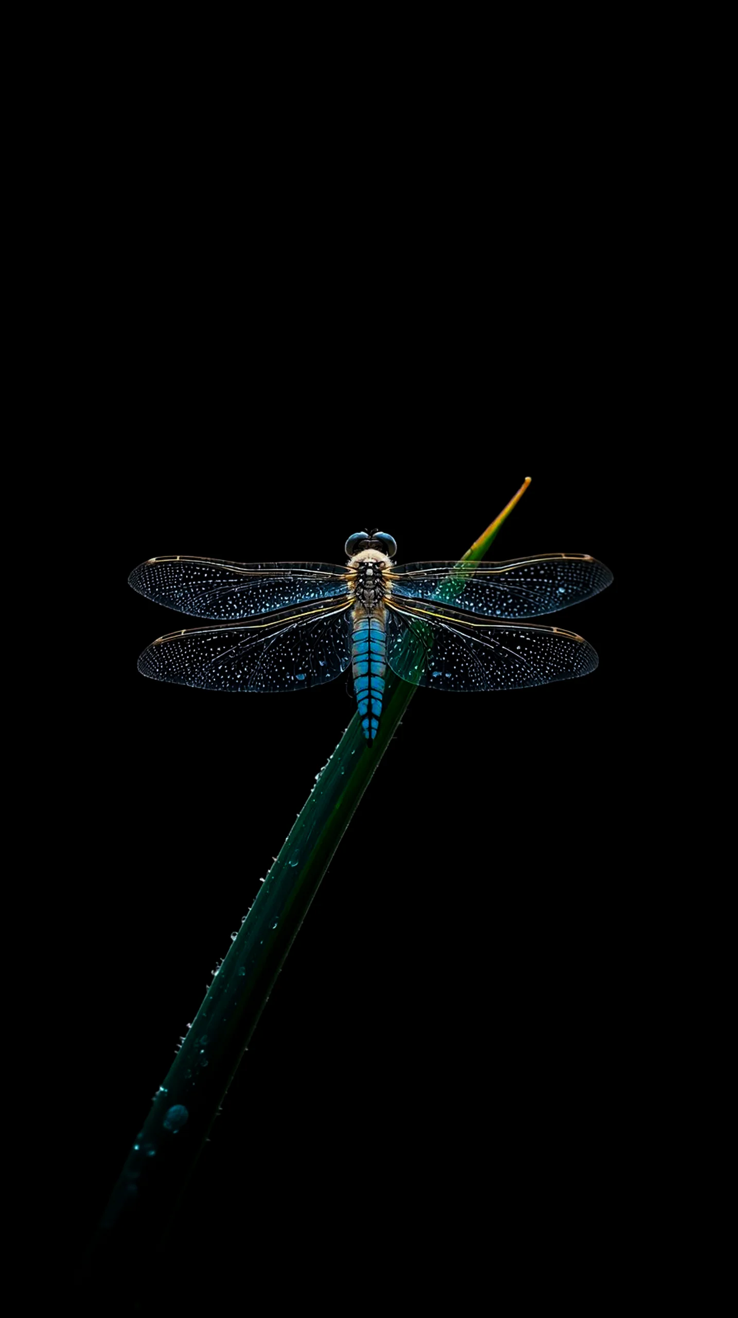 AMOLED wallpaper 4K for mobile featuring a detailed blue dragonfly on a wet green blade against a black background.