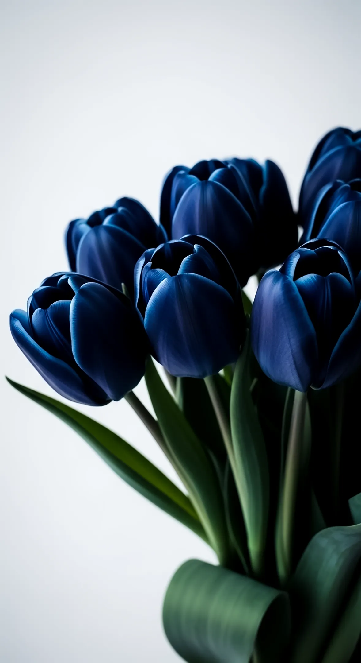 Deep blue tulips flower background for iphone, flower phone background, and flower phone wallpaper.