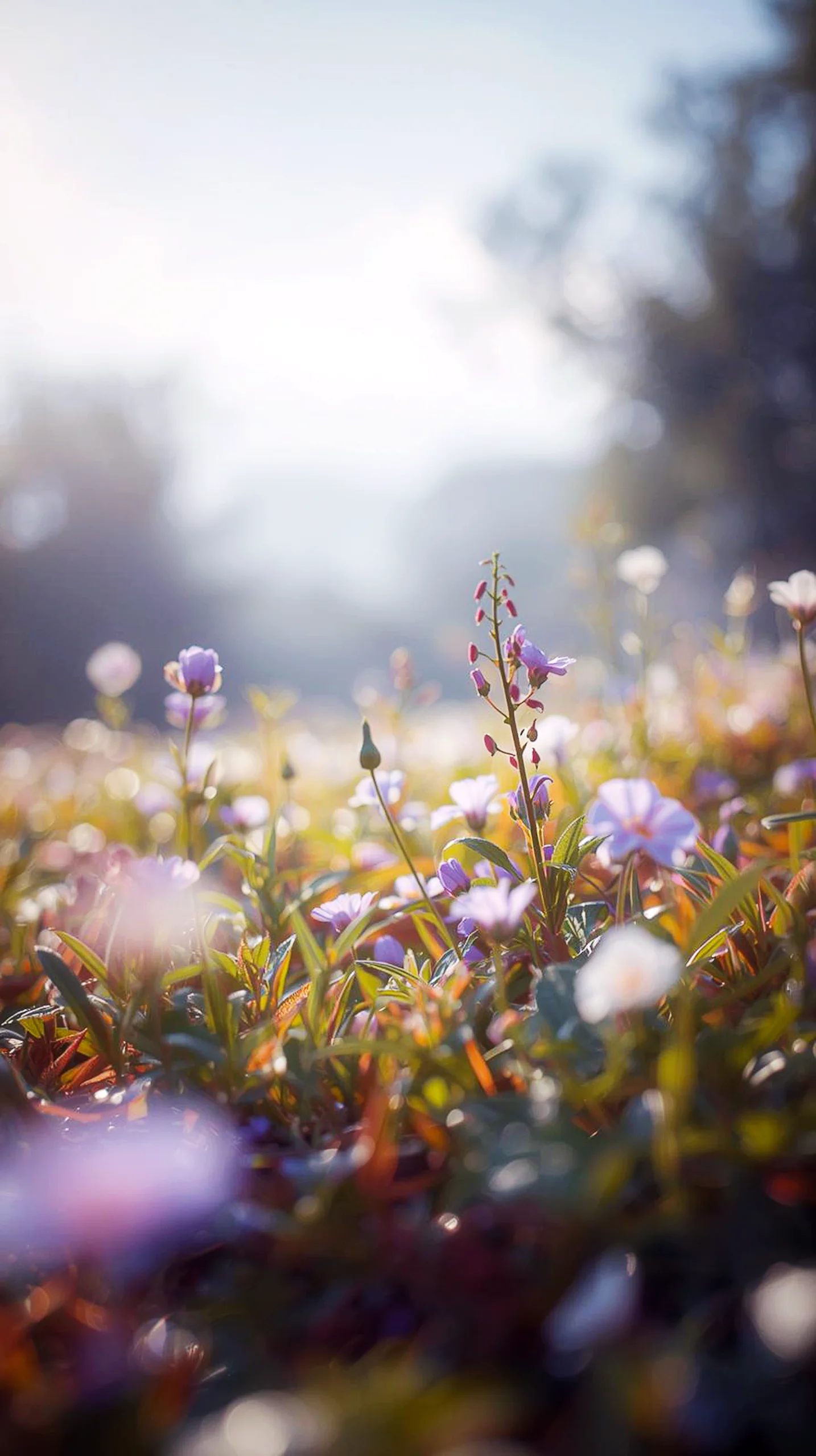 Cute 4K iPhone wallpaper of a field of wildflowers, perfect for mobile and phone, with 4K backgrounds and iPhone 4K
