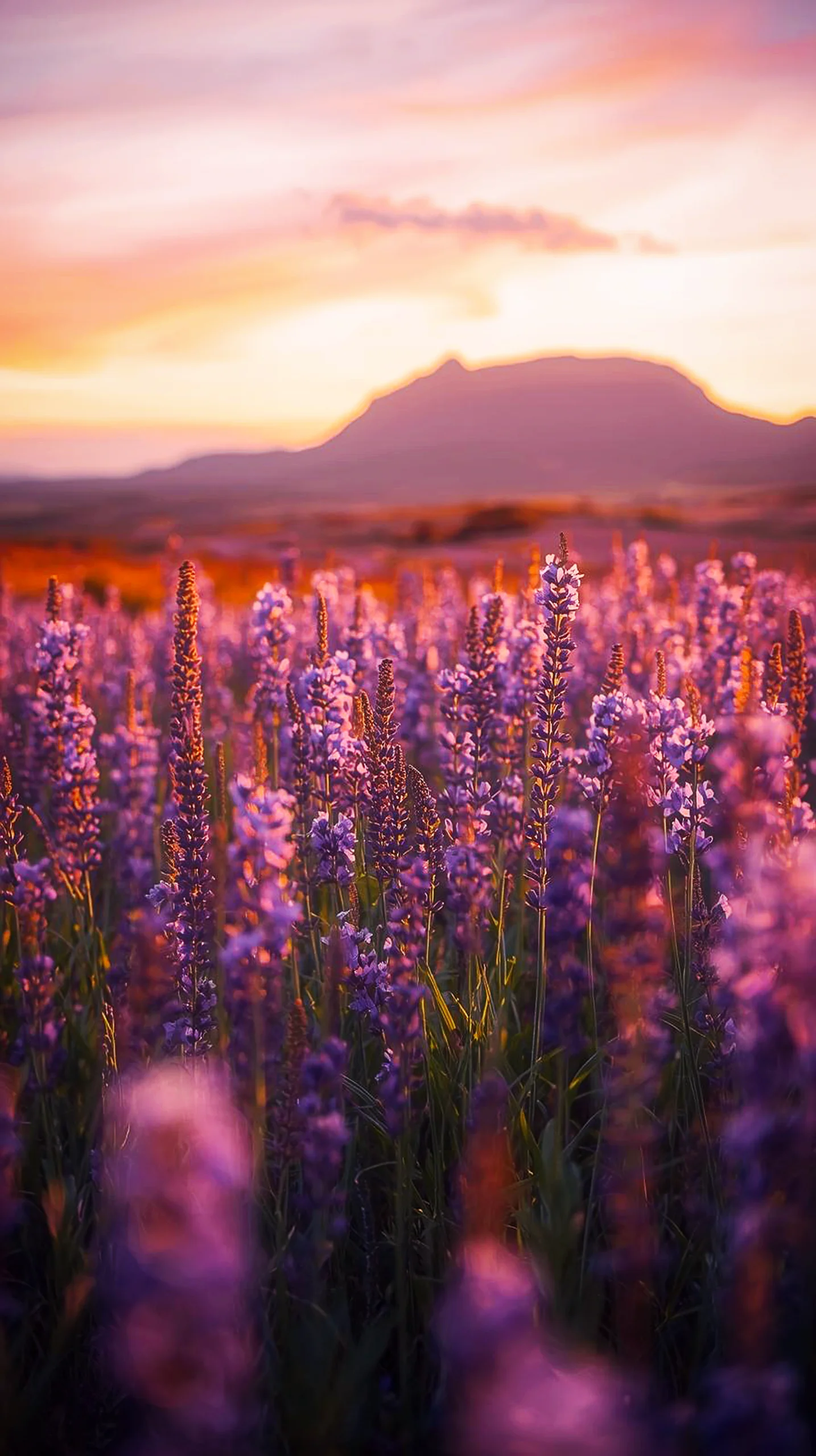 Beautiful purple lavender field at sunset, iphone wallpaper 4k, cute 4k wallpaper for iphone, 4k backgrounds.