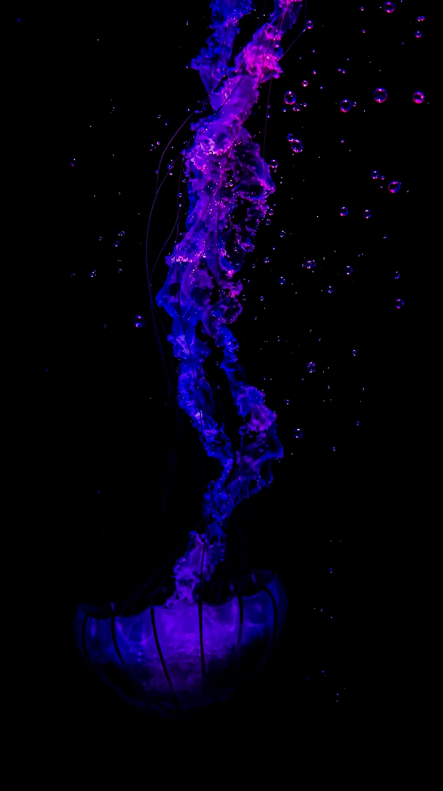Neon jellyfish amoled wallpaper 4k for mobile, iphone wallpaper 4k, 4k wallpaper for phone, cute 4k backgrounds.