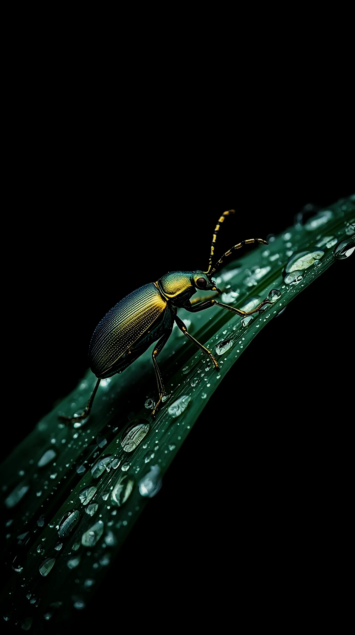 Metallic beetle on a dewy leaf, AMOLED wallpaper 4K for mobile, iPhone wallpaper 4K, 4K wallpaper for mobile, wallpaper