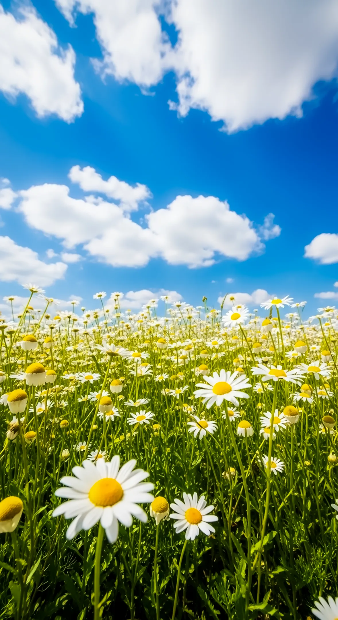 A beautiful daisy flower background for iPhone, perfect as a flower phone background or a fresh flower phone wallpaper.