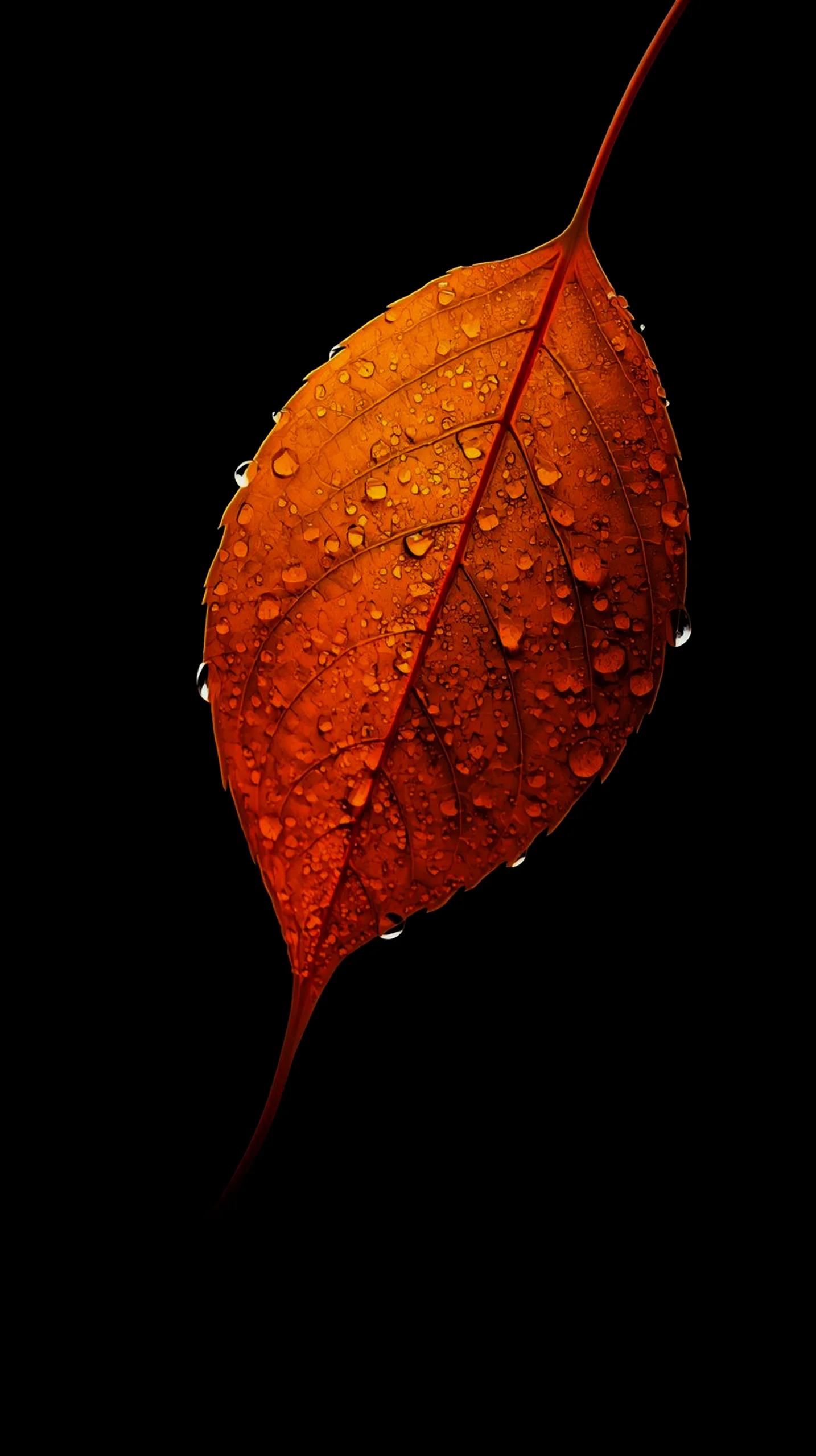 Orange leaf amoled wallpaper 4k for mobile, iphone wallpaper 4k, 4k wallpaper for phone, cute 4k backgrounds, iphone 4k