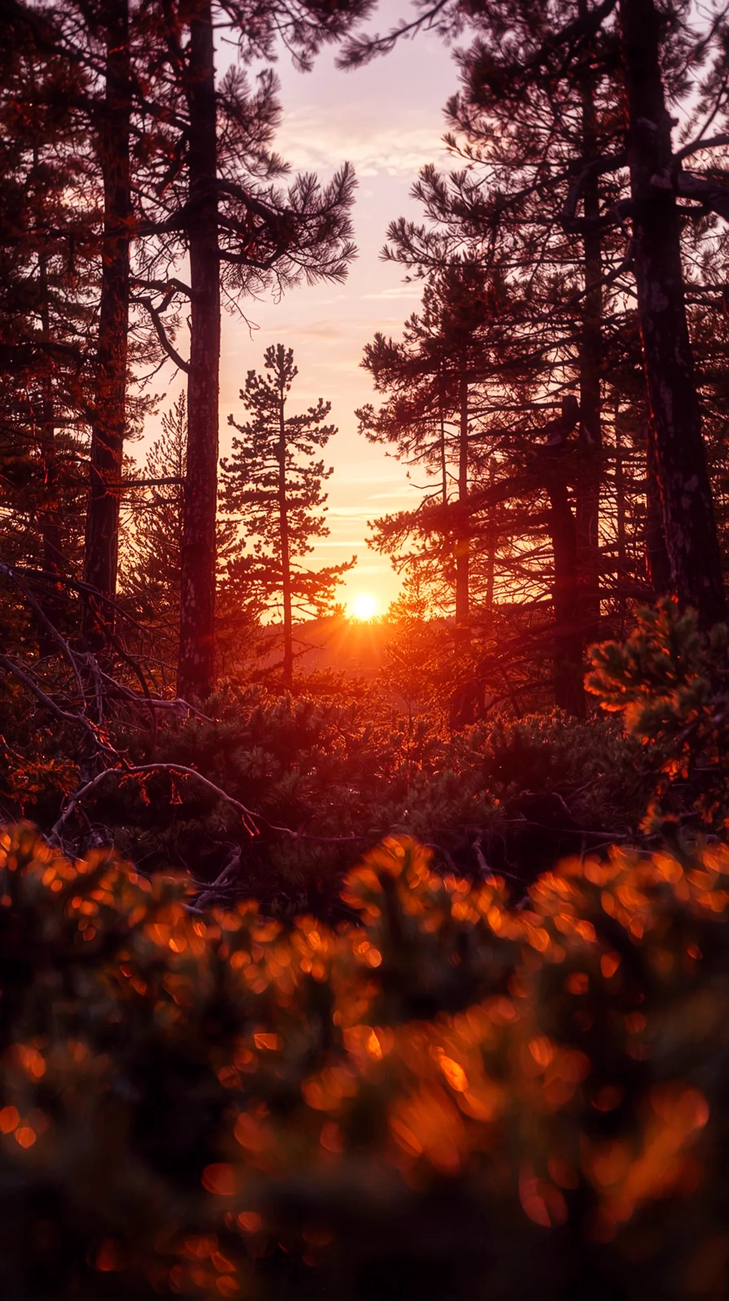 Sunset forest iphone wallpaper 4k, 4k wallpaper for mobile, wallpaper for phone, cute 4k wallpaper for iphone.